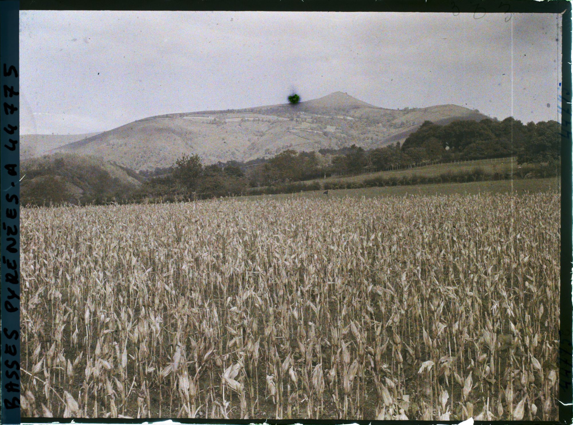 Image représentant France , Tardets, Mûrissage et séchage du Maïs
