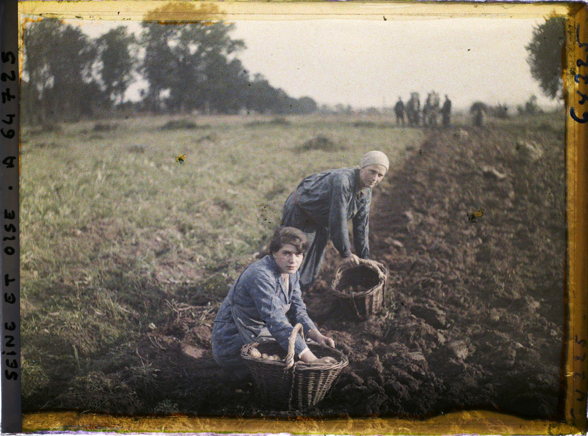 Image représentant Ile de France, Maffliers, Jeunes filles ramassant les pommes de terre après le passage de la charrue