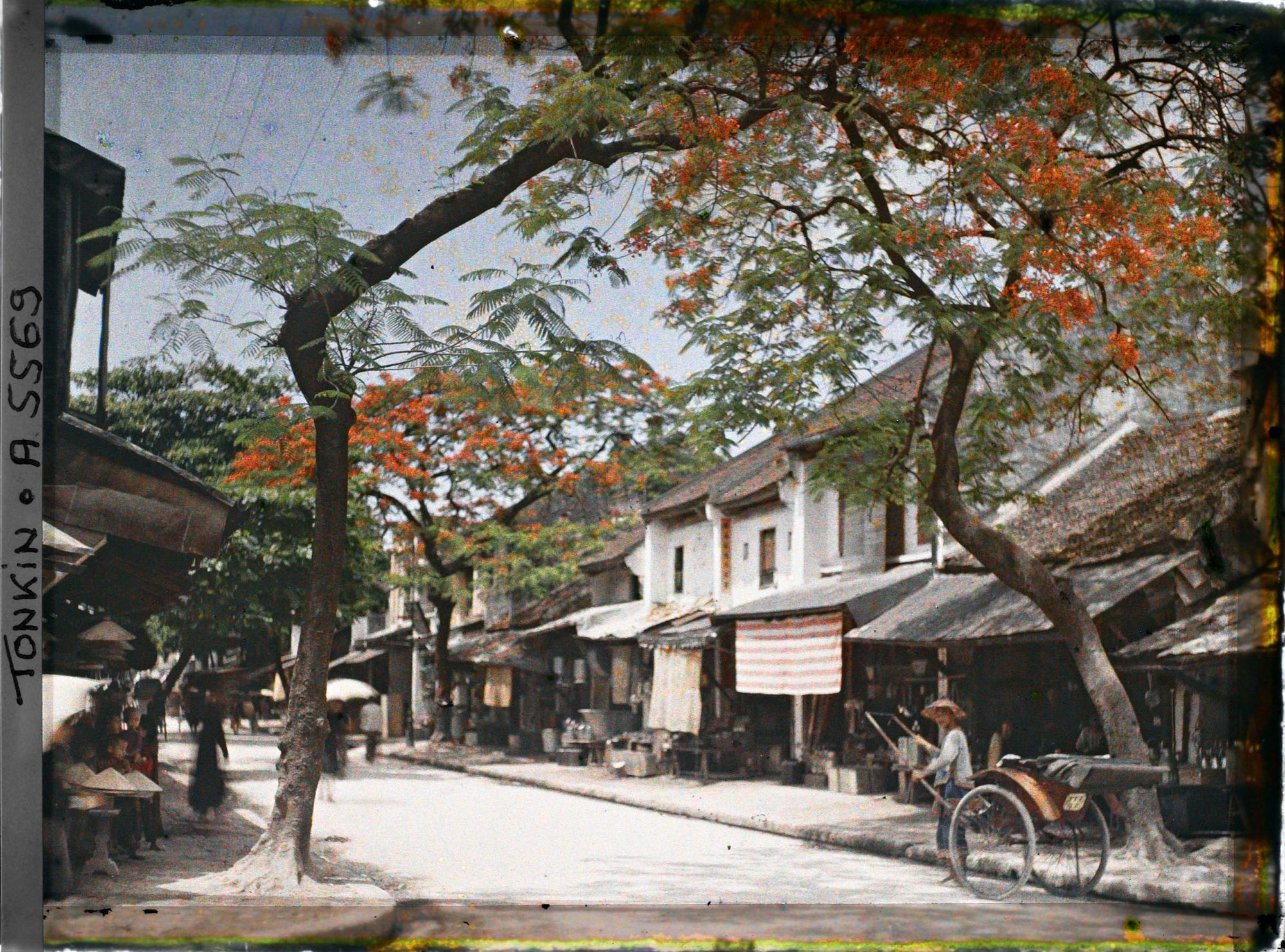 Image représentant Un pousse-pousse devant des boutiques, surplombées de flambloyants en fleurs (Albizia), dans la " rue des Ferblantiers "