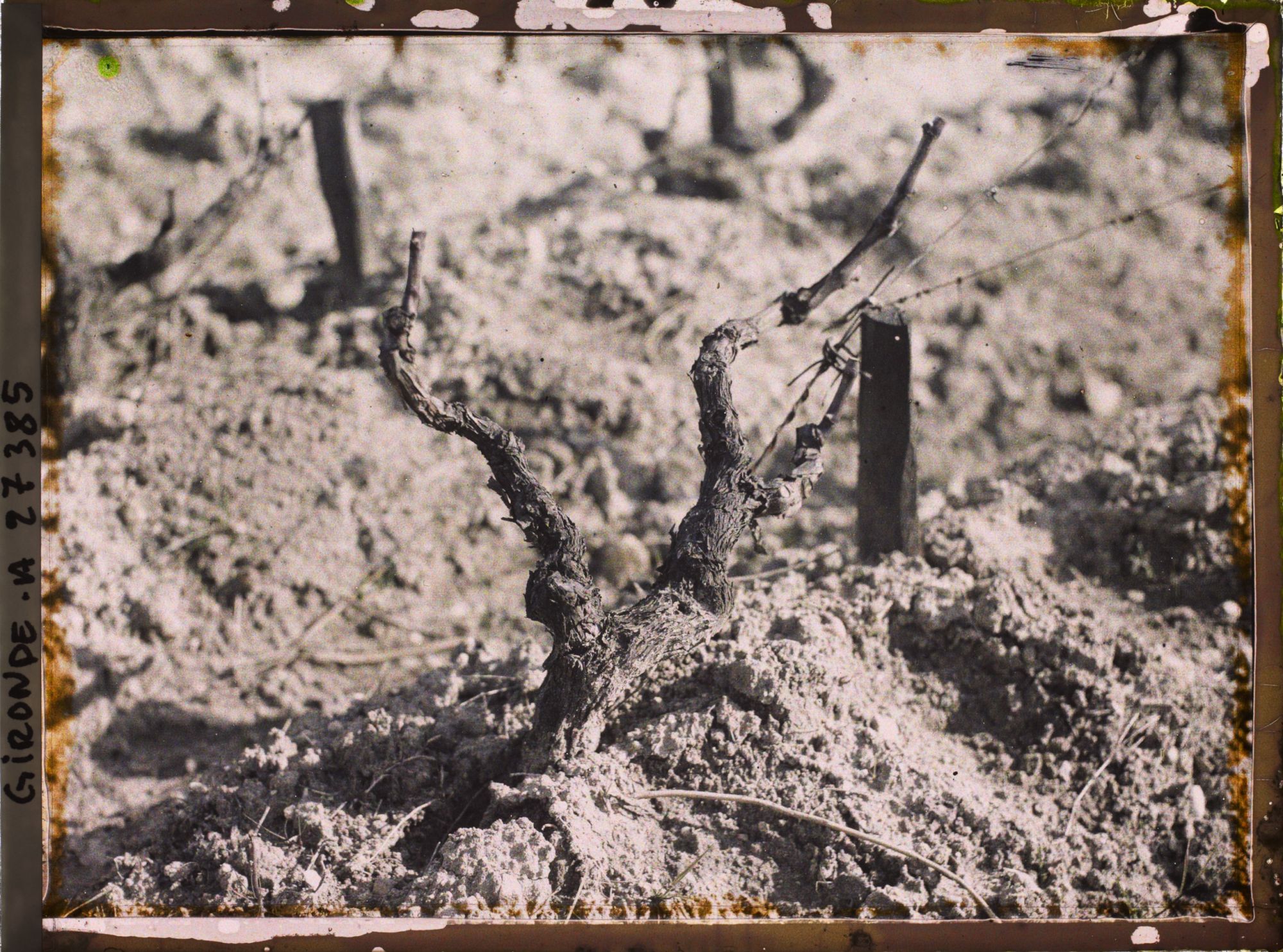 Image représentant France, Blanquefort, Cépage blanc : Sauvignon