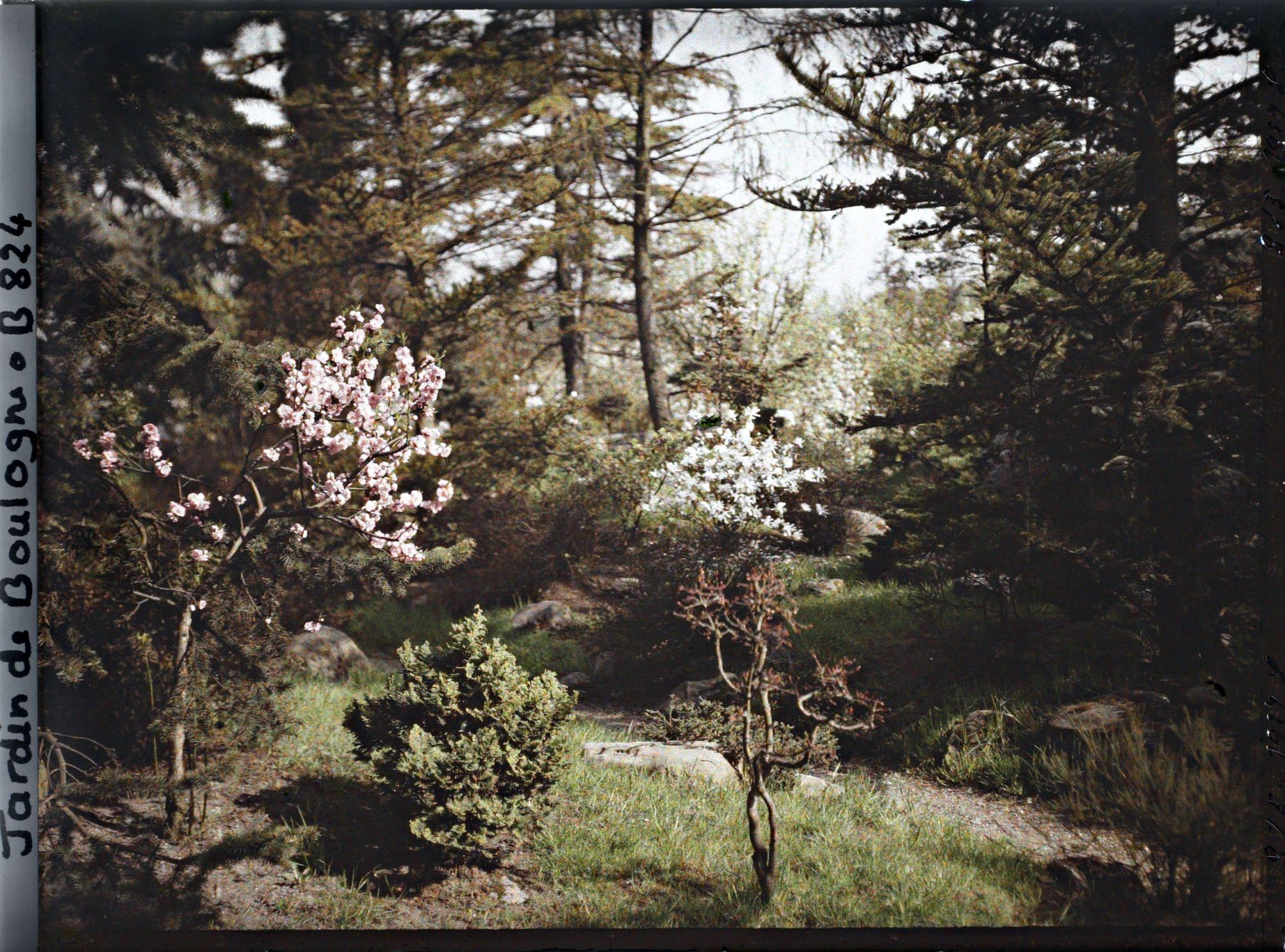 Image représentant Arbustes en fleurs, au bord d'une allée du " sanctuaire japonais ", parallèle au verger-roseraie ?