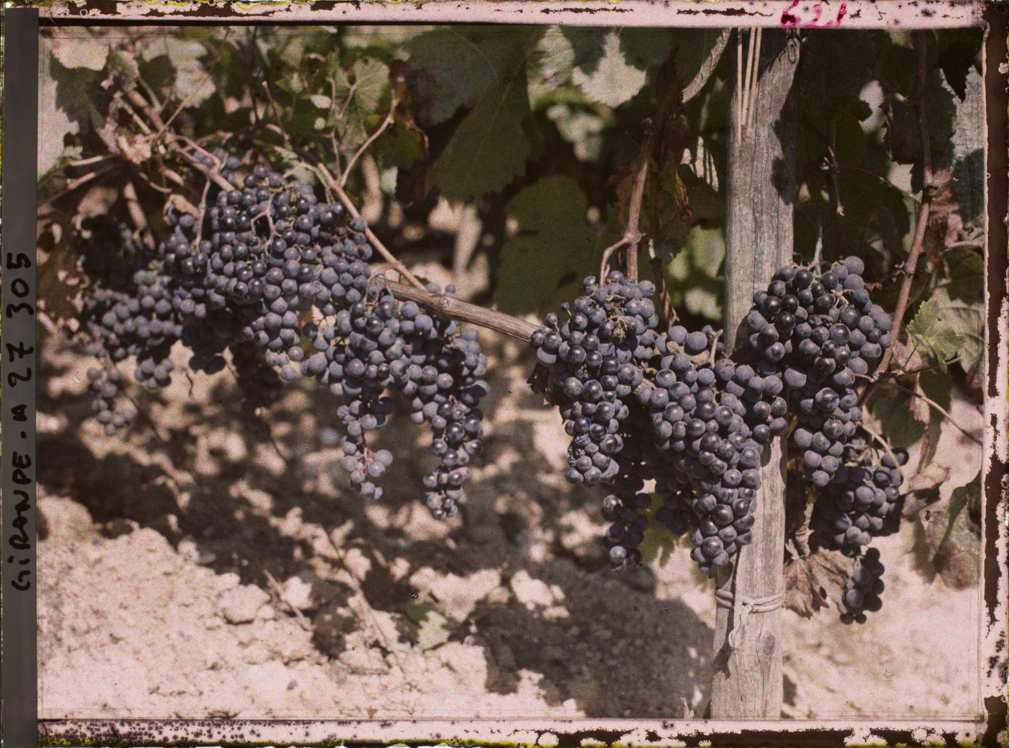 Image représentant St Emilion, Cépage rouge dit "Merlot"