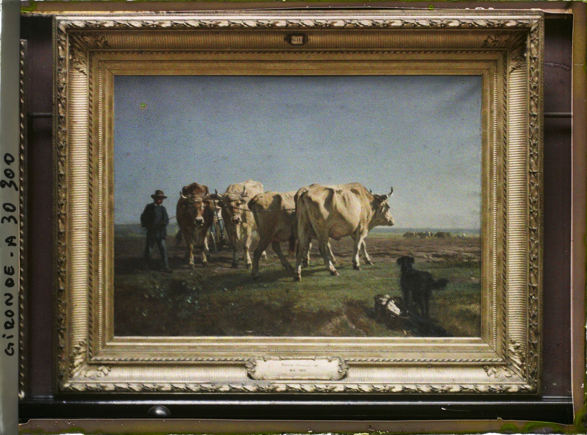 Image représentant Le tableau "Boeufs au labour" de Constant Troyon, musée des Beaux-Arts