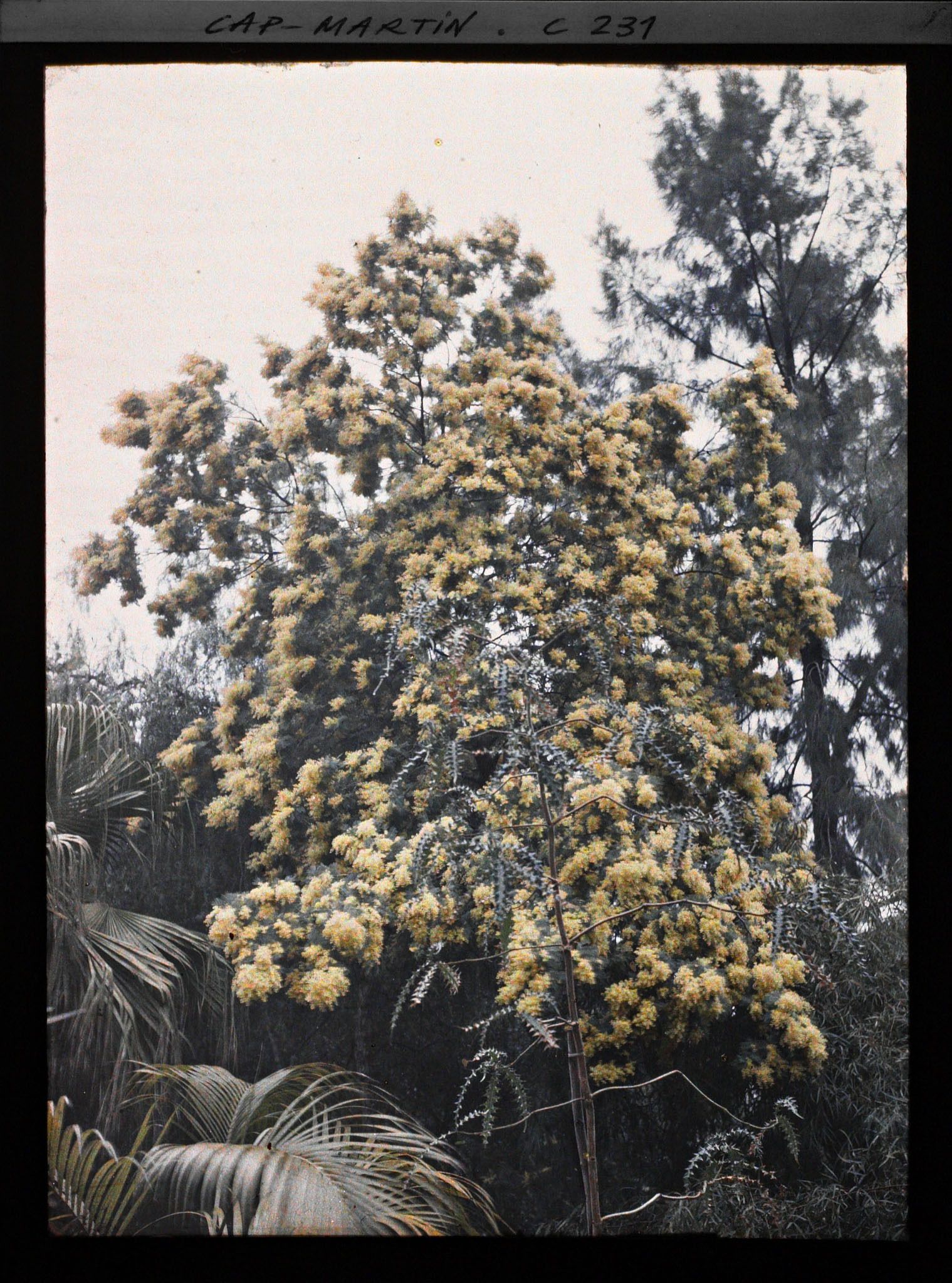 Image représentant Cap-Martin - Mimosas - Le Jardin -