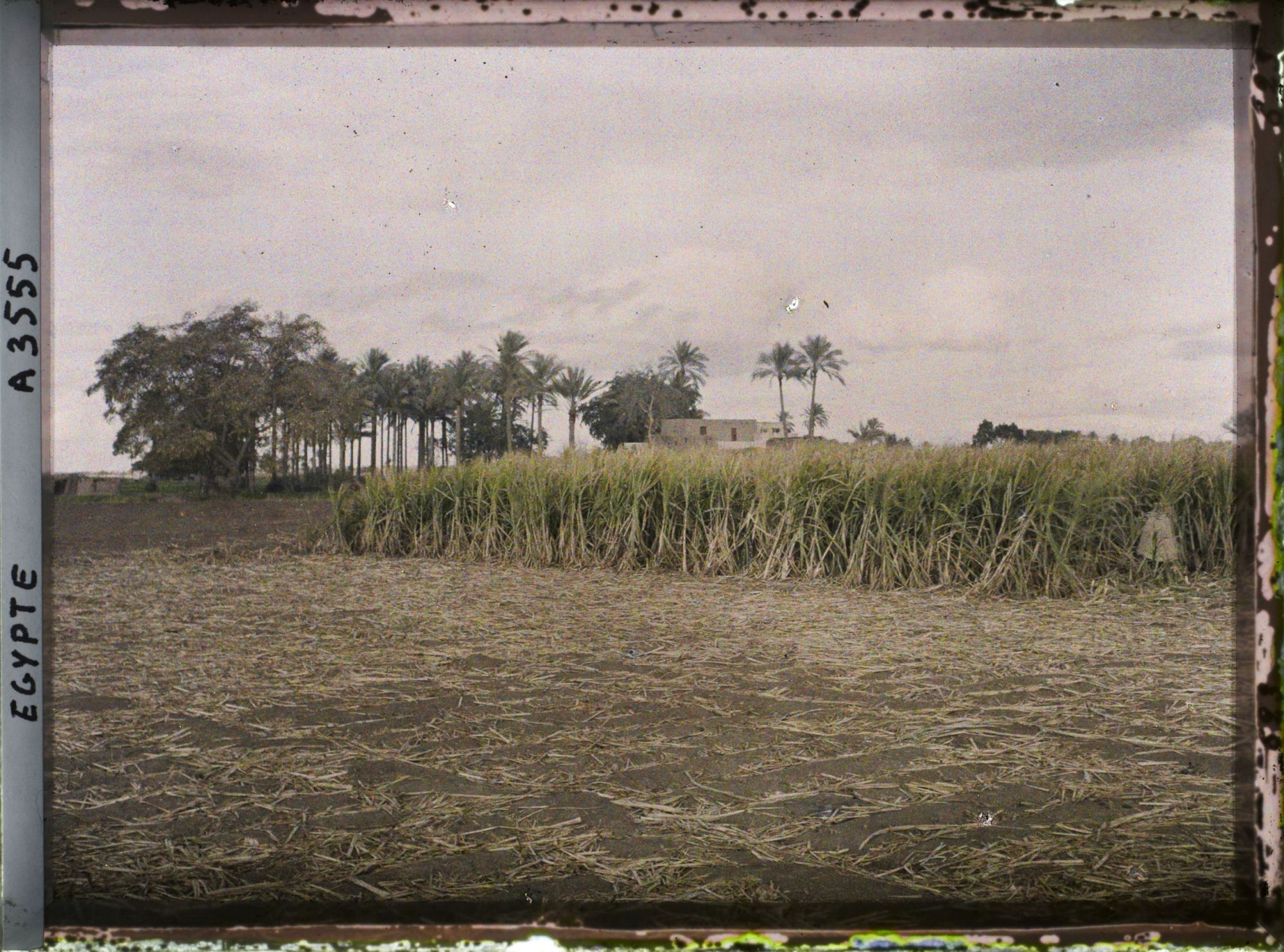 Image représentant Champ de canne à sucre près du village de Matariah