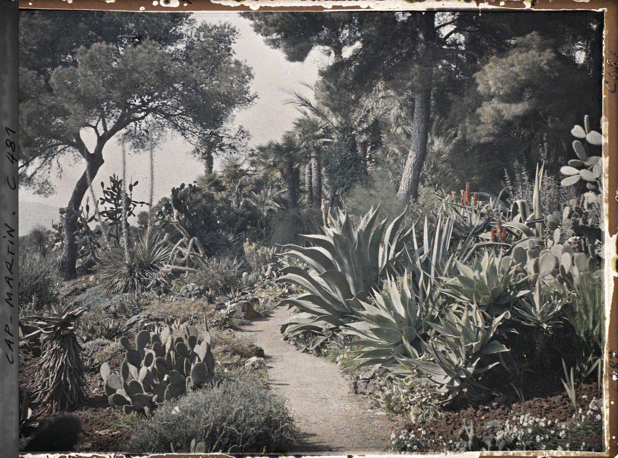 Image représentant Cap Martin Le Jardin