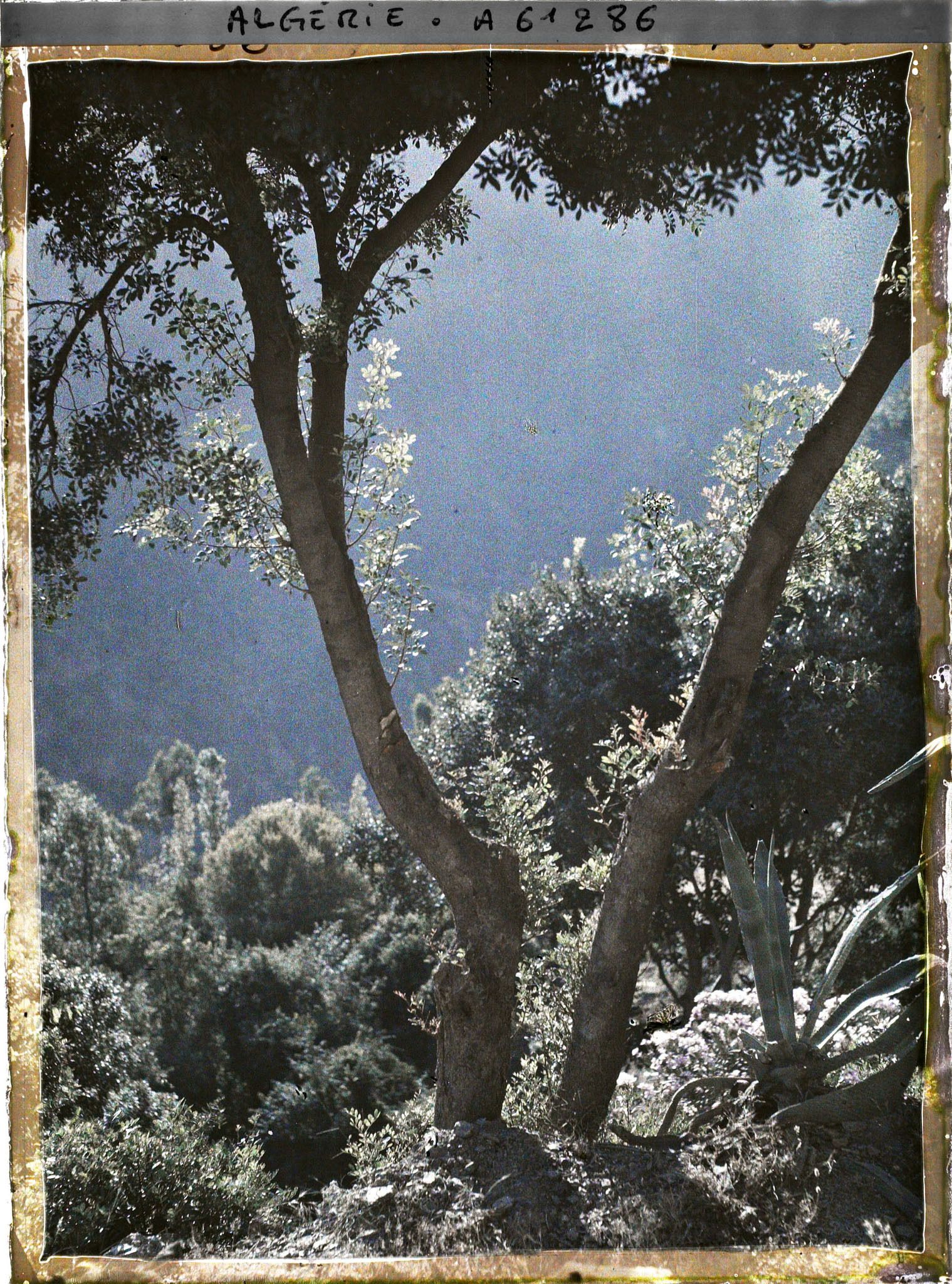 Image représentant Brume du matin dans les gorges