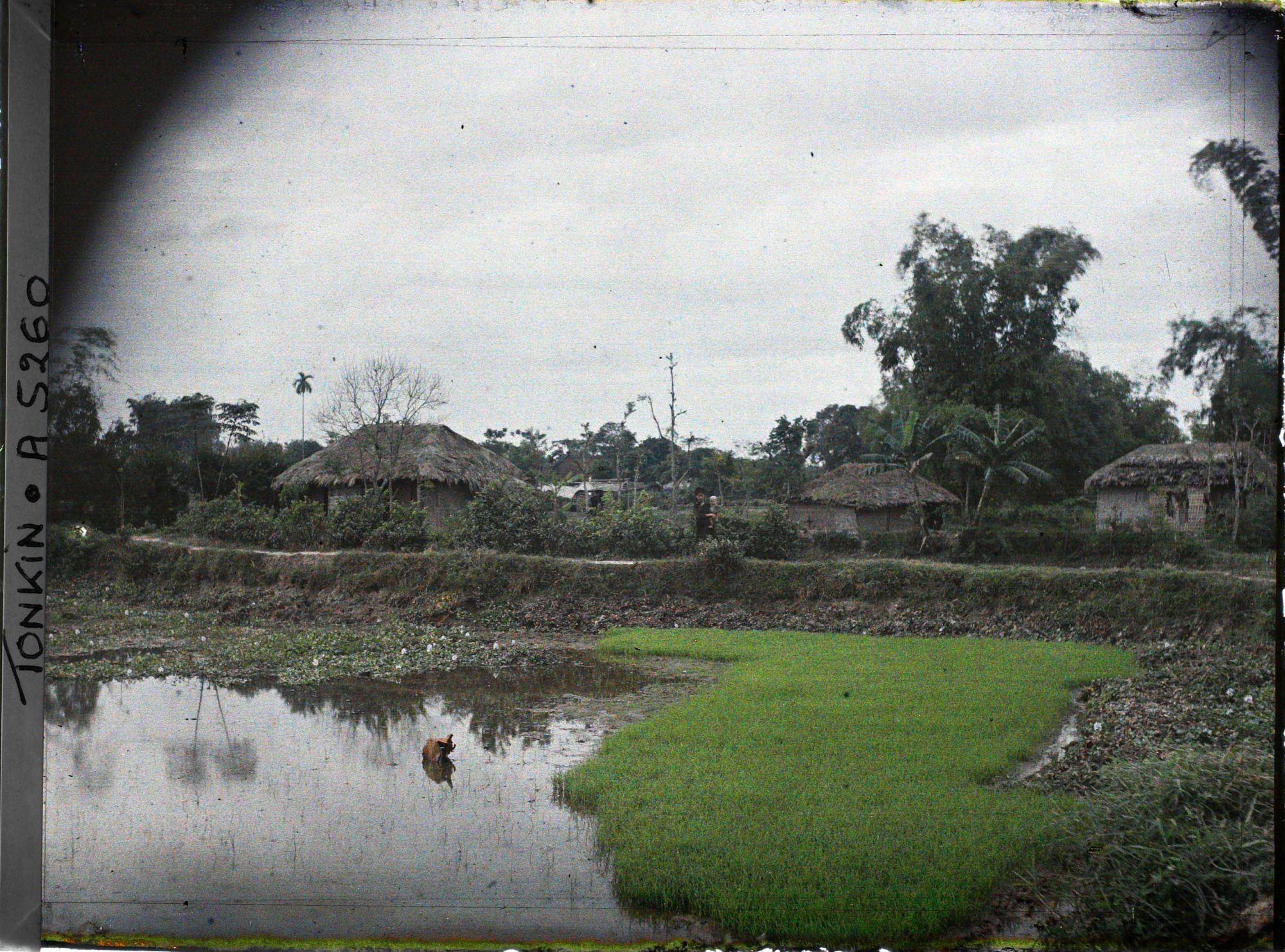 Image représentant Les semis de riz en pépinière dans un village