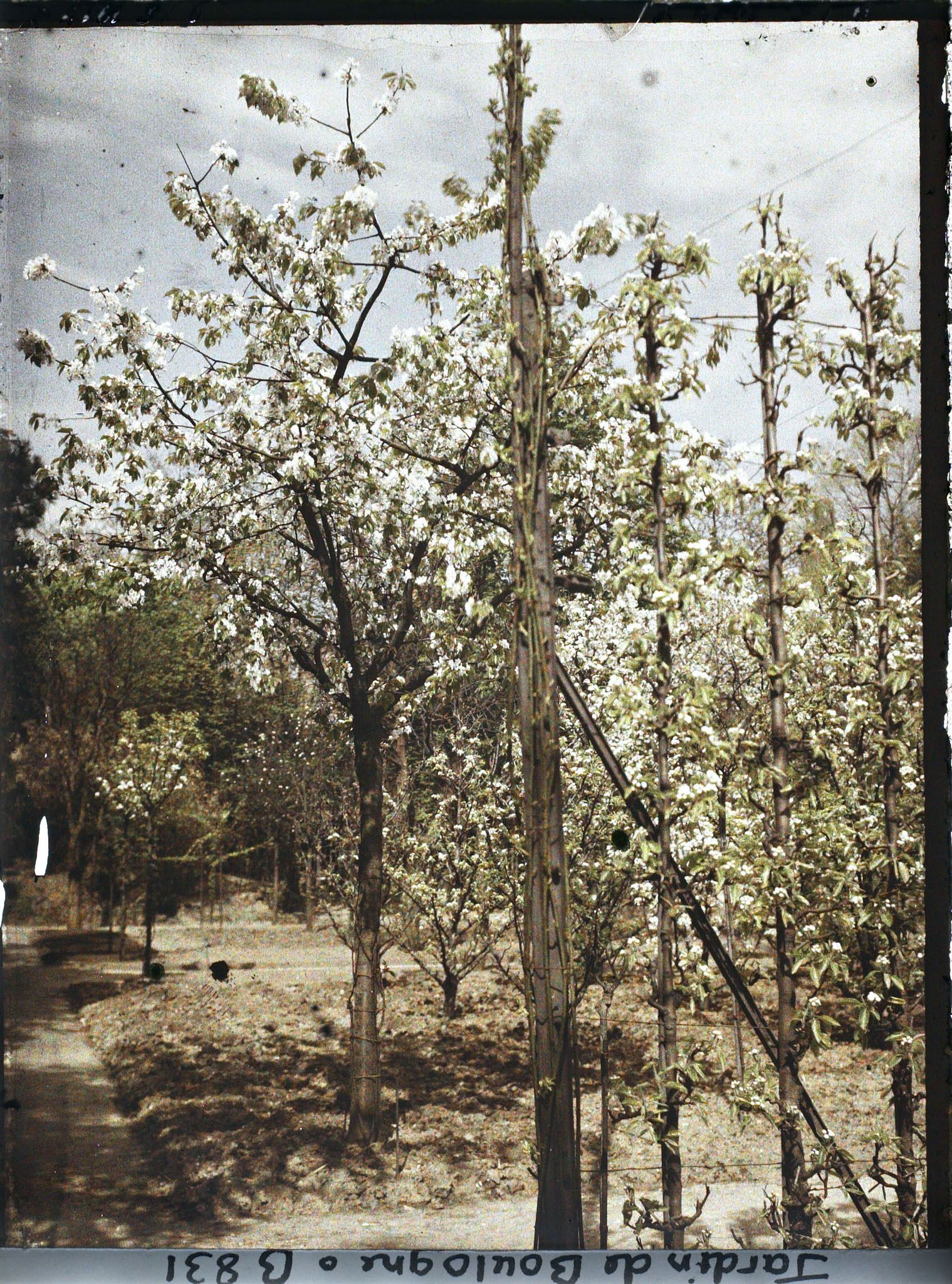 Image représentant Fruitiers en fleurs vus depuis l'allée du verger-roseraie, longeant vers l'ouest le jardin japonais