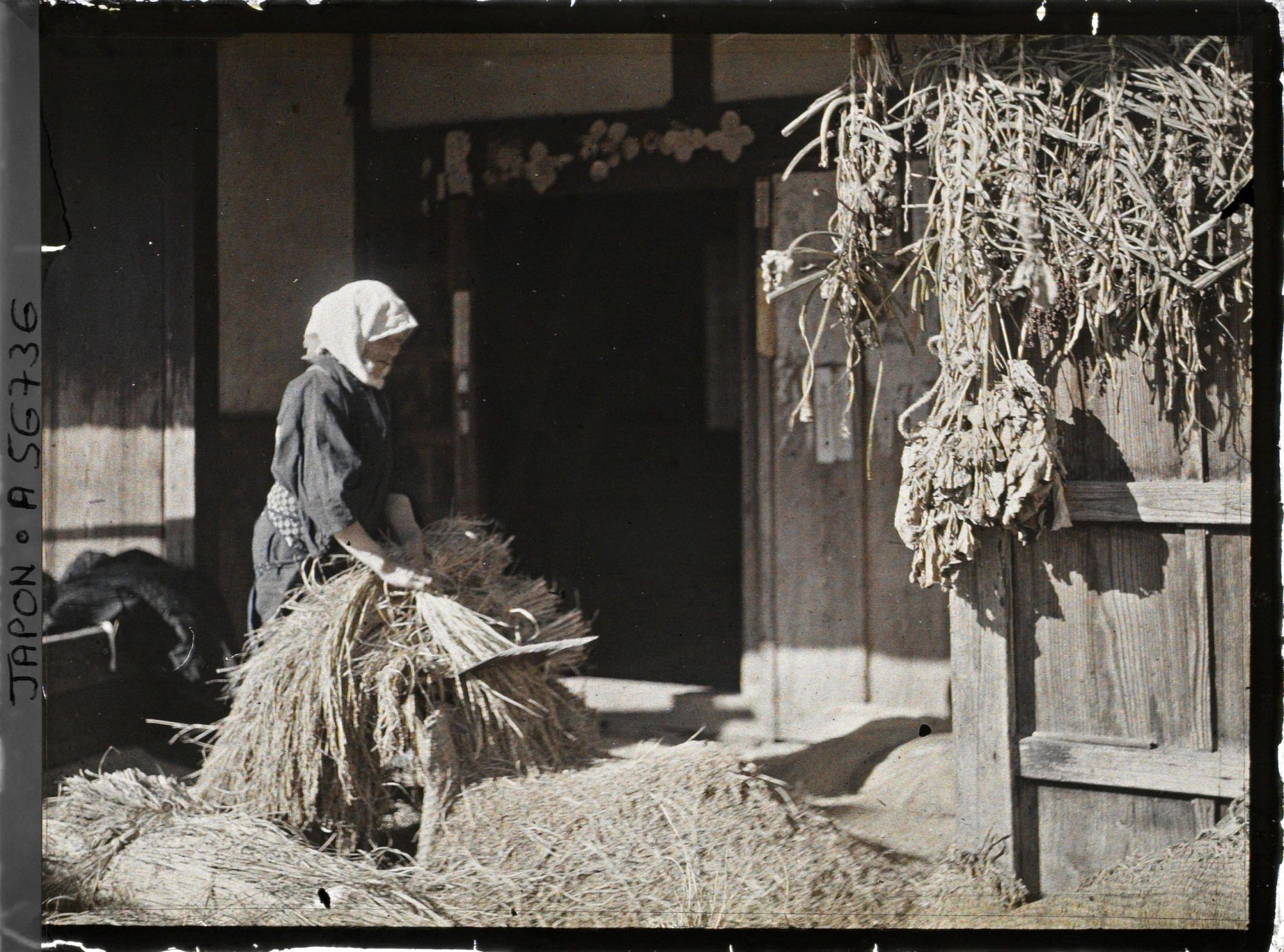 Image représentant Séparation des grains de la paille de riz par peignage