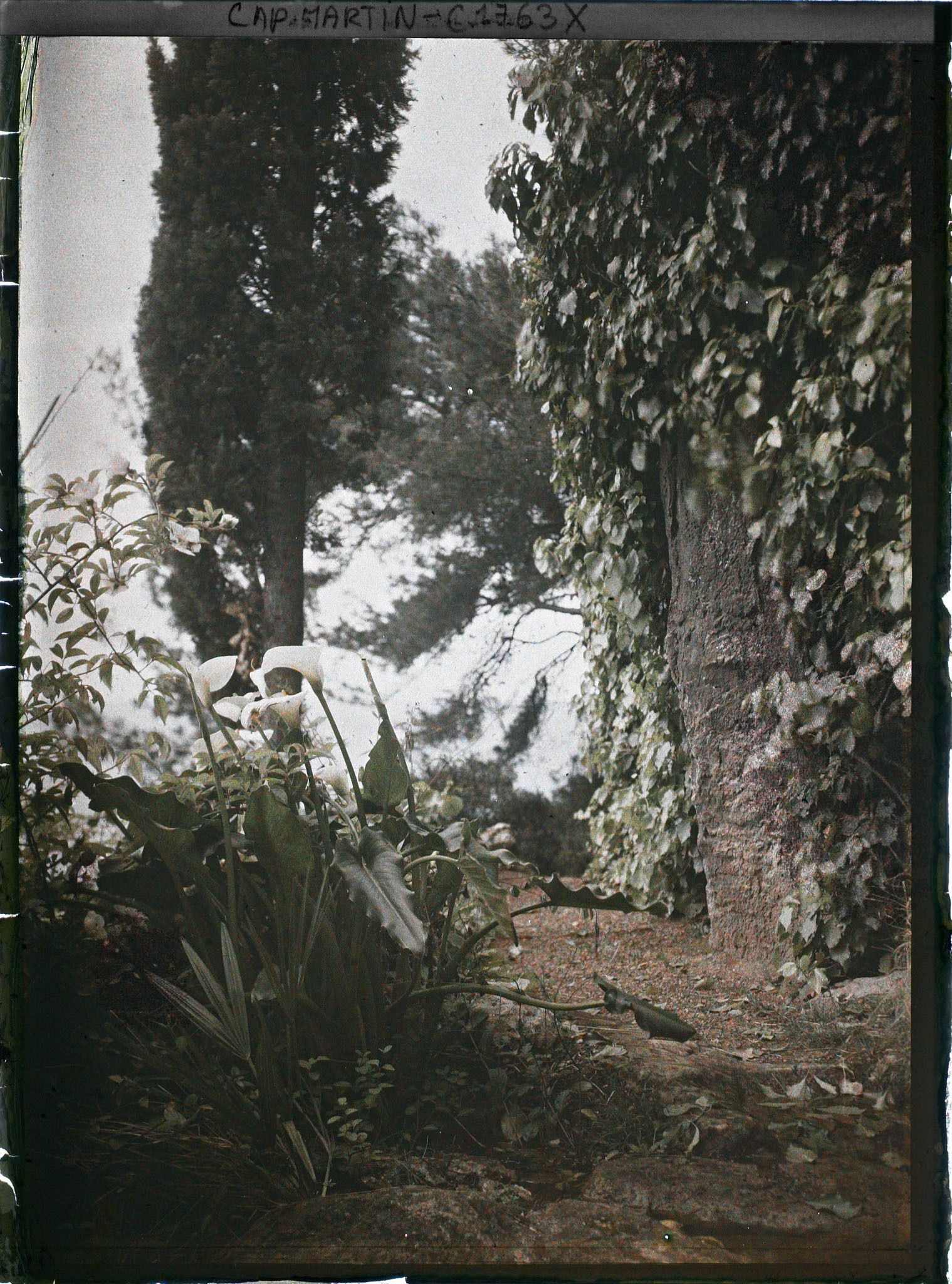 Image représentant Arums et cyprès au bord d'un chemin surplombant la mer