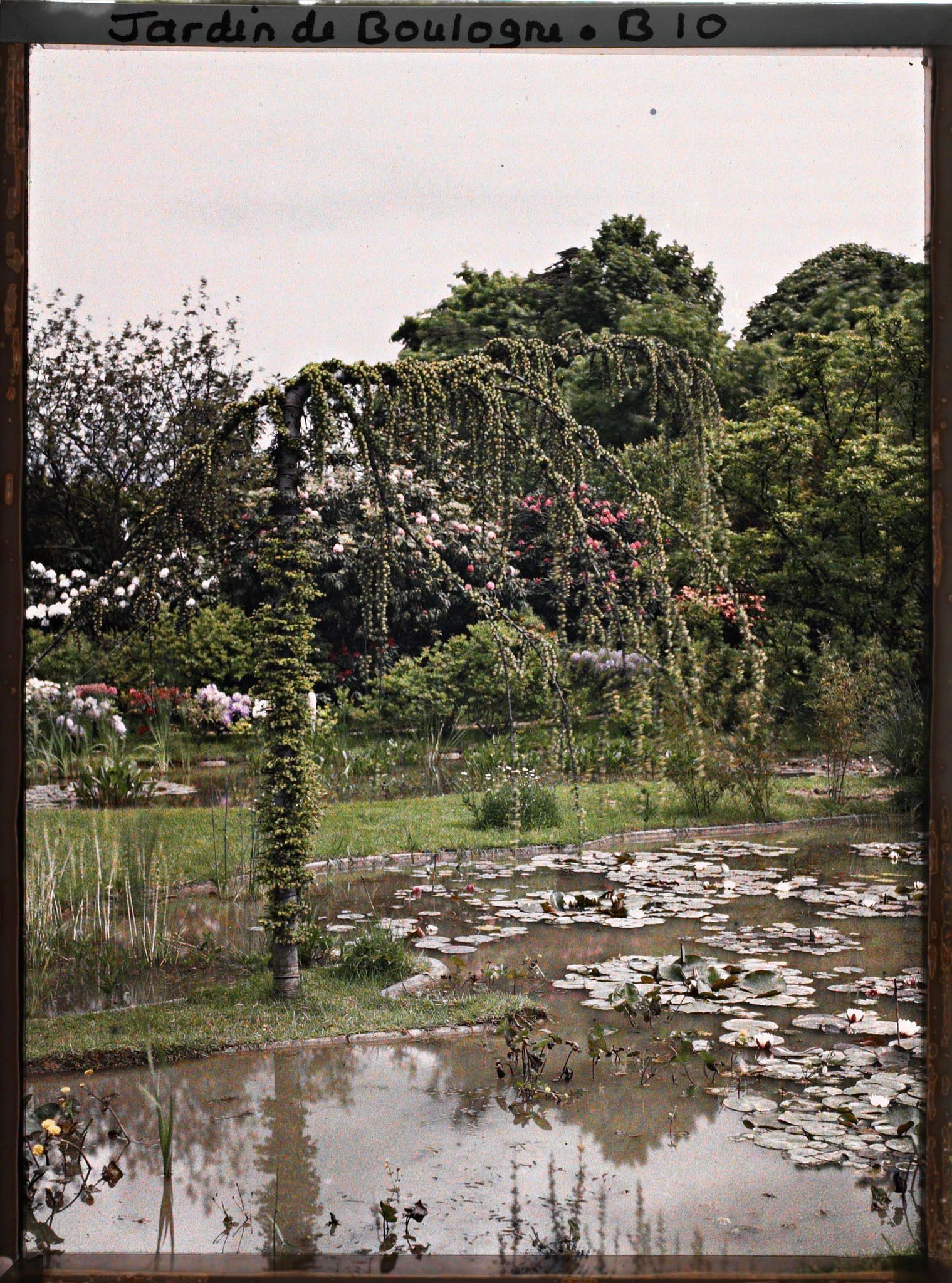 Image représentant Cèdre pleureur surplombant le bassin sud du marais