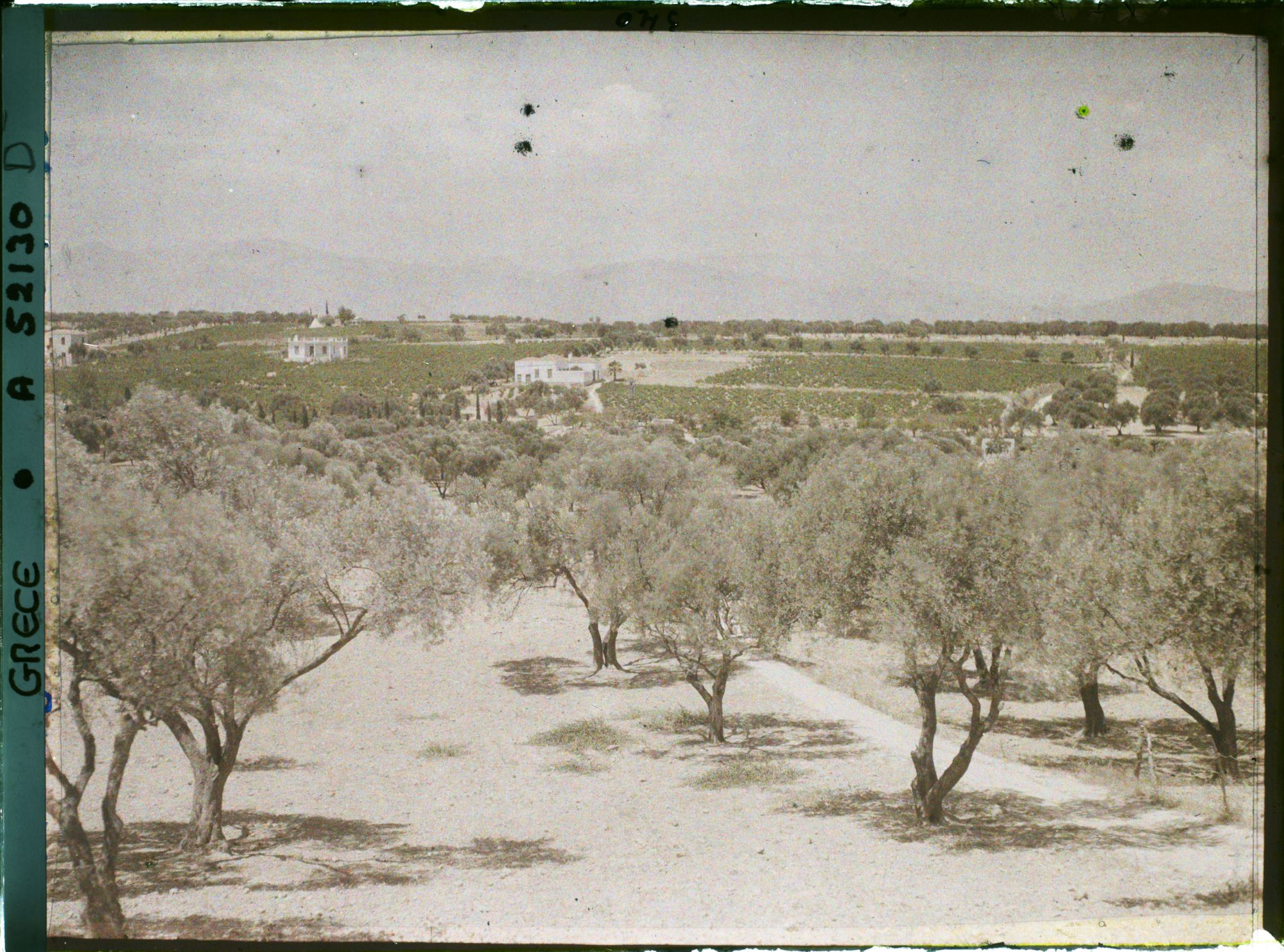 Image représentant Plantations d'oliviers et villas