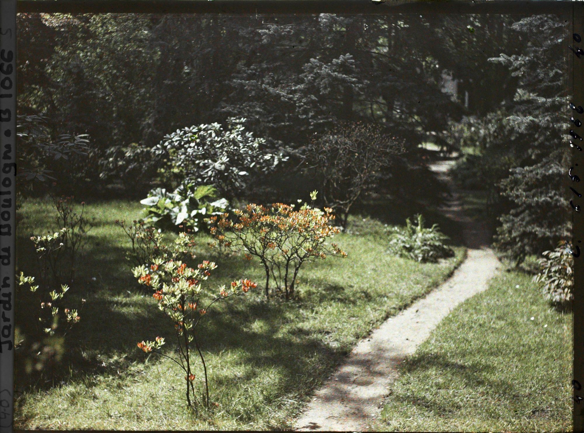 Image représentant Azalées en fleurs au bord du chemin qui, longeant le marais, mène à l'ouest de la forêt bleue