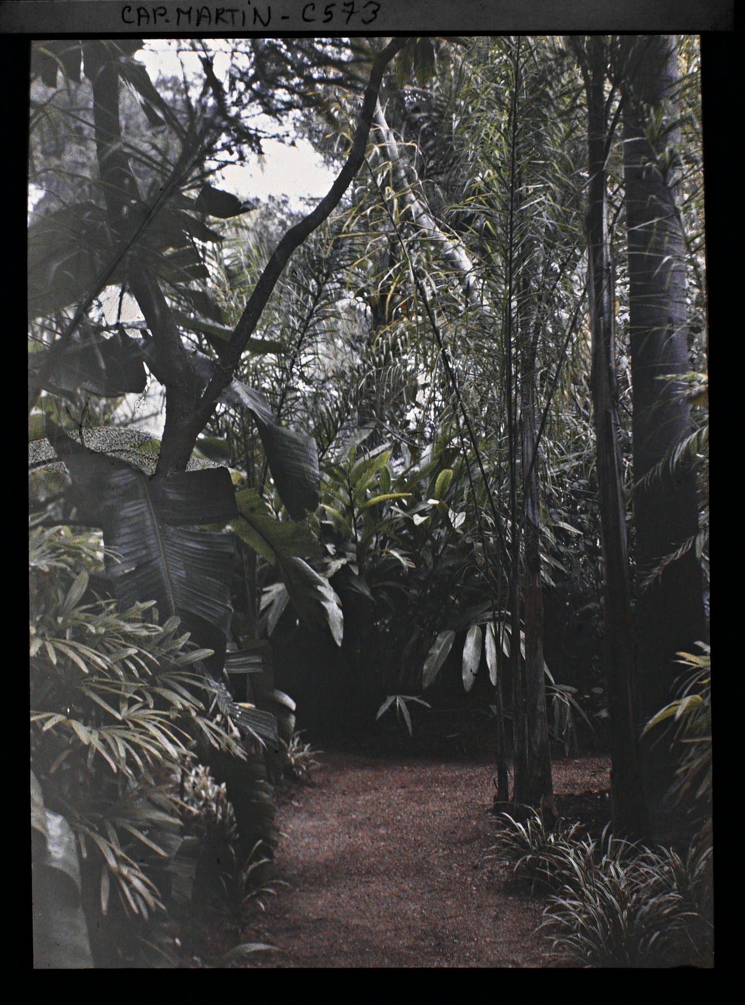 Image représentant Le jardin Les tropiques