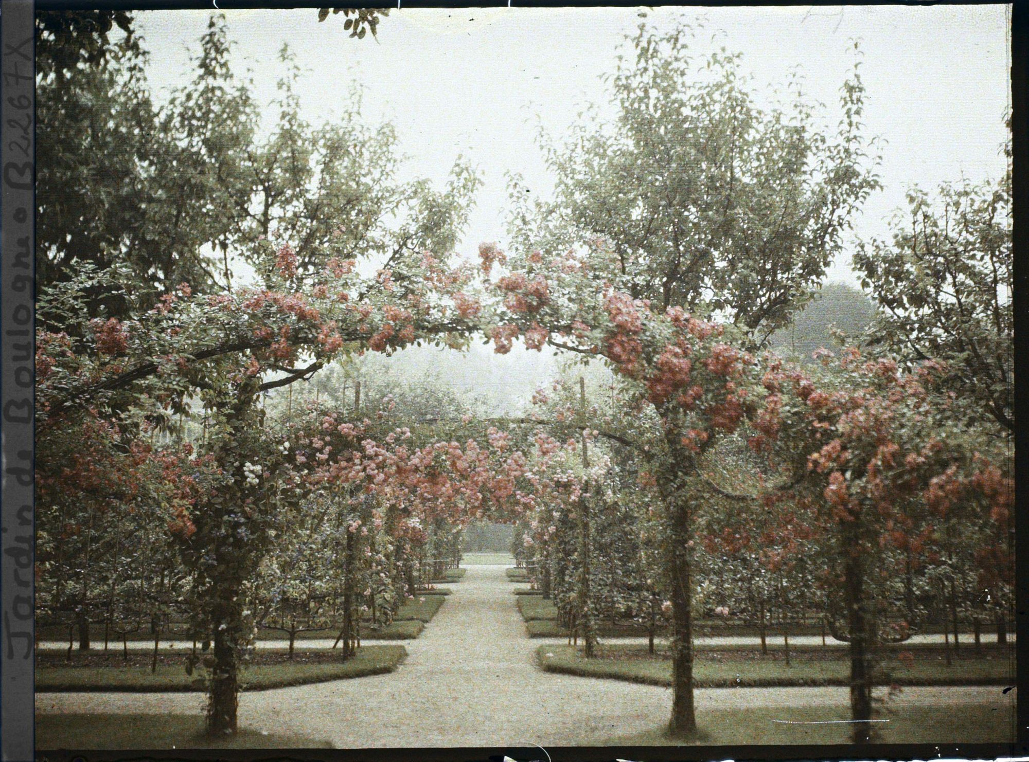 Image représentant Axe central du verger-roseraie vu vers le jardin anglais, depuis le second carrefour côté dépendance