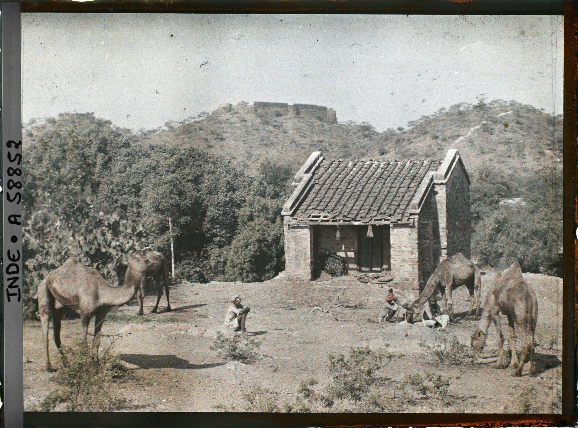 Image représentant Dromadaires au bivouac