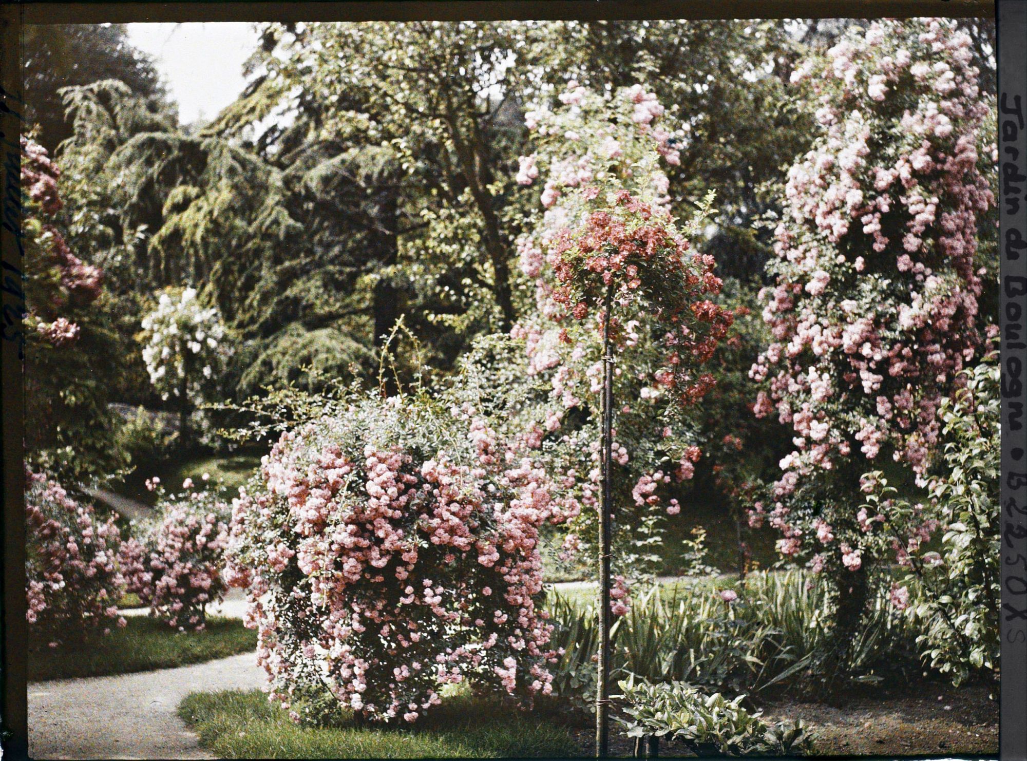 Image représentant Rosiers en fleurs situés en limite sud-est du verger-roseraie, près du jardin japonais