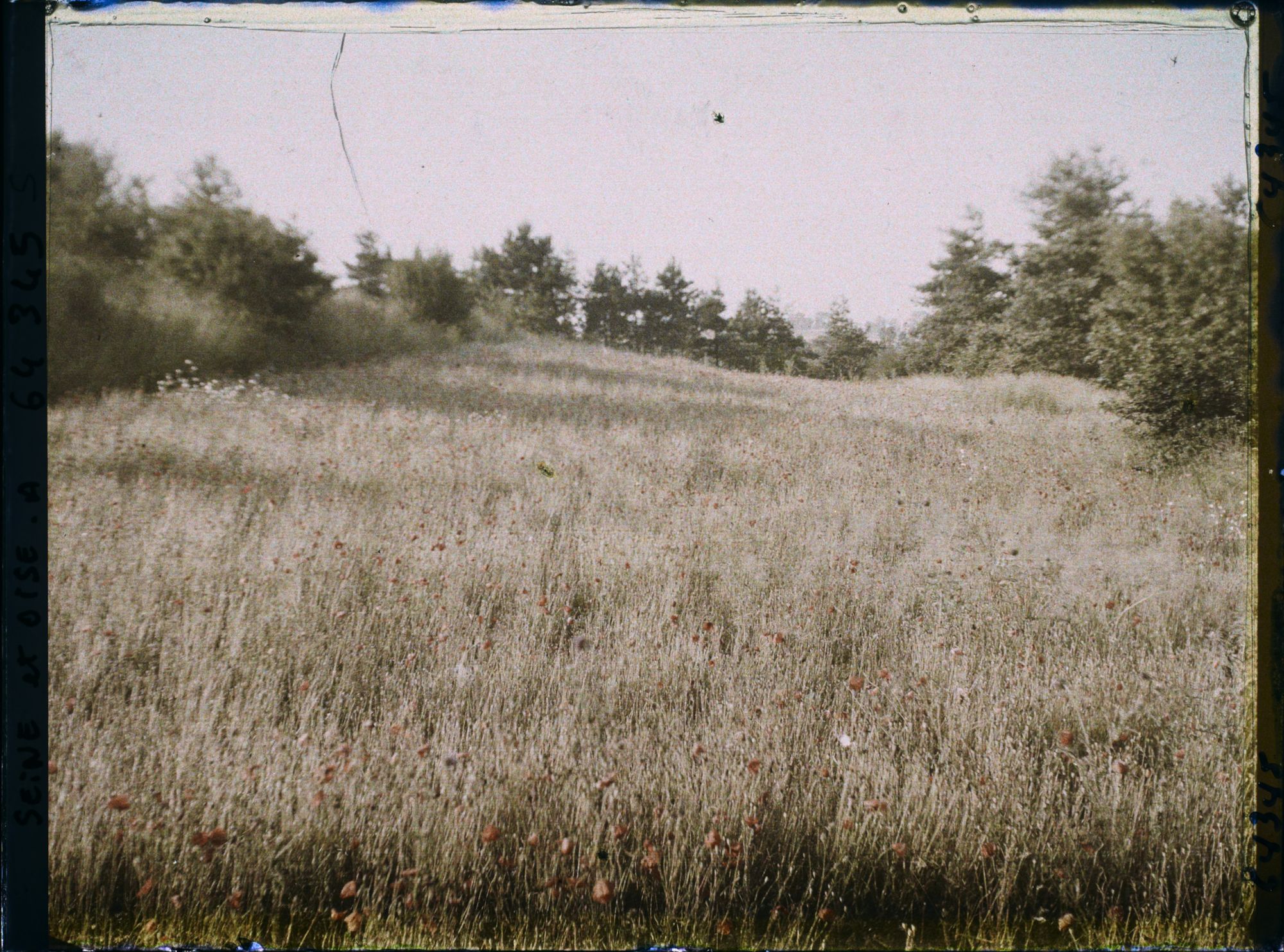 Image représentant Ile de France, Vallangoujard, Avoine et Coquelicots