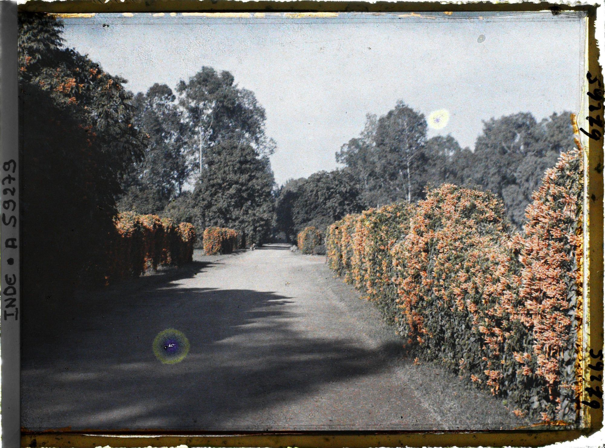 Image représentant Allée du parc du palais Jagatjit