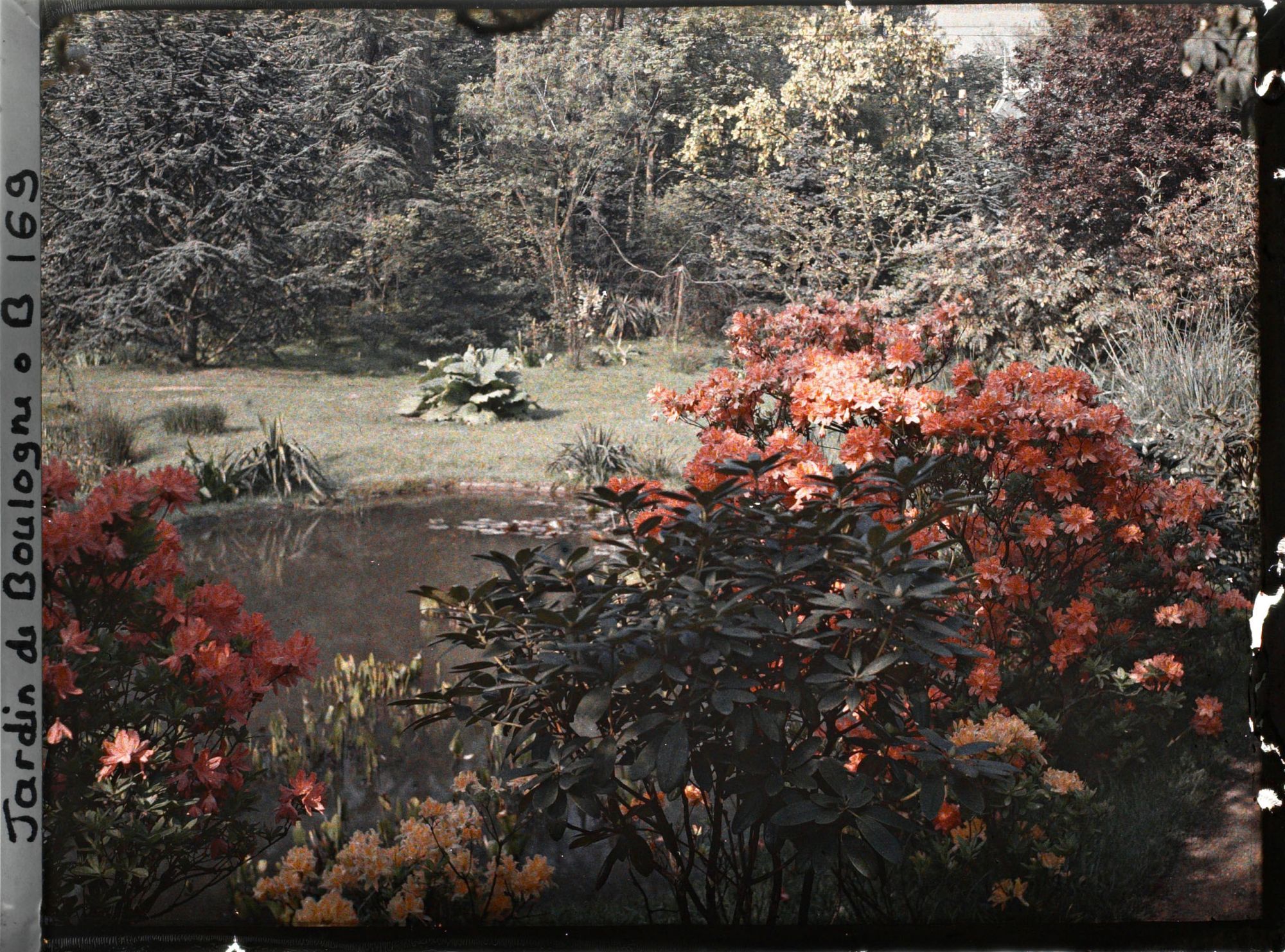 Image représentant Massifs d'azalées et de rhododendrons en bordure d'un étang au nord du marais