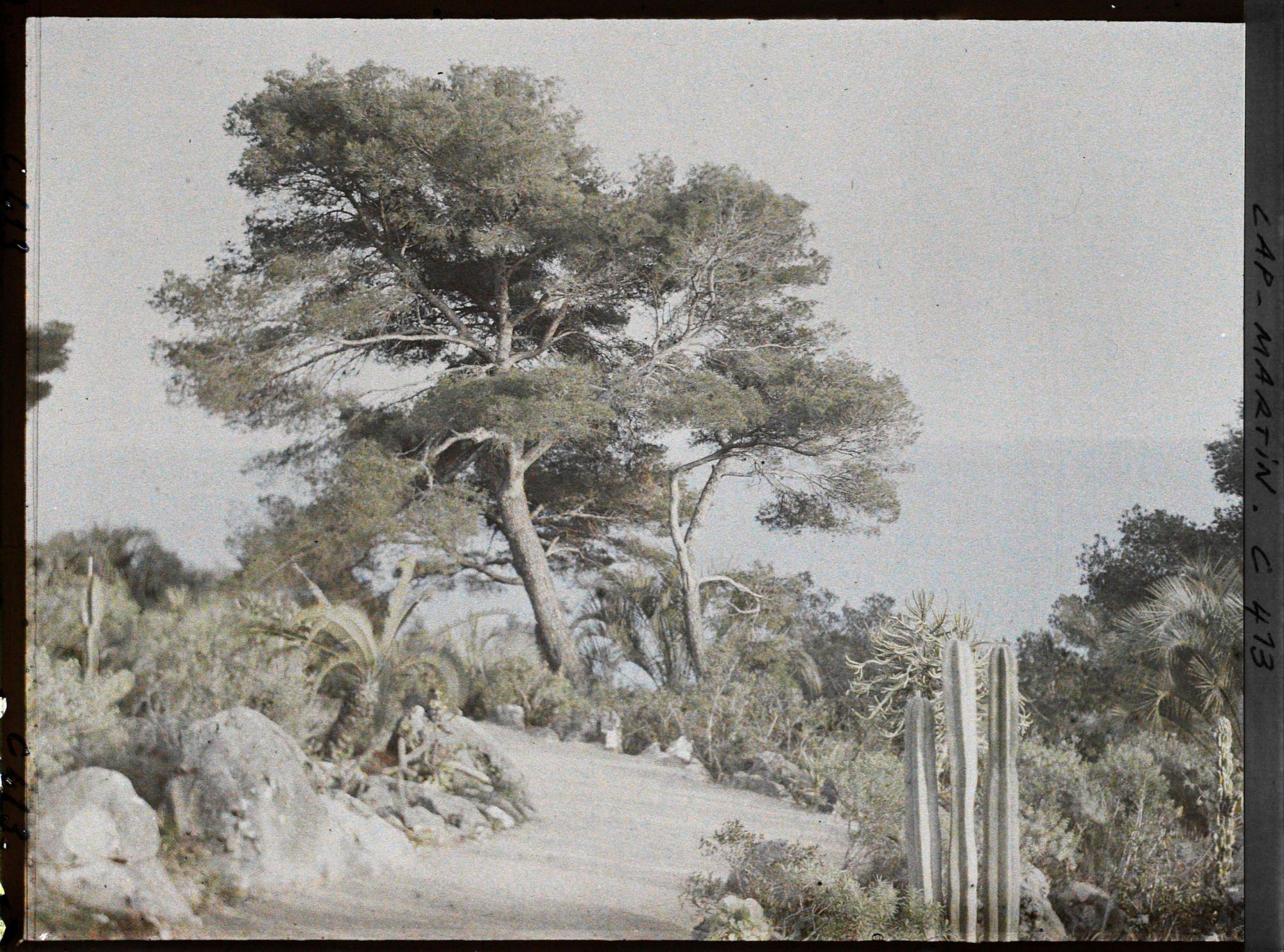 Image représentant Cap Martin Le Jardin