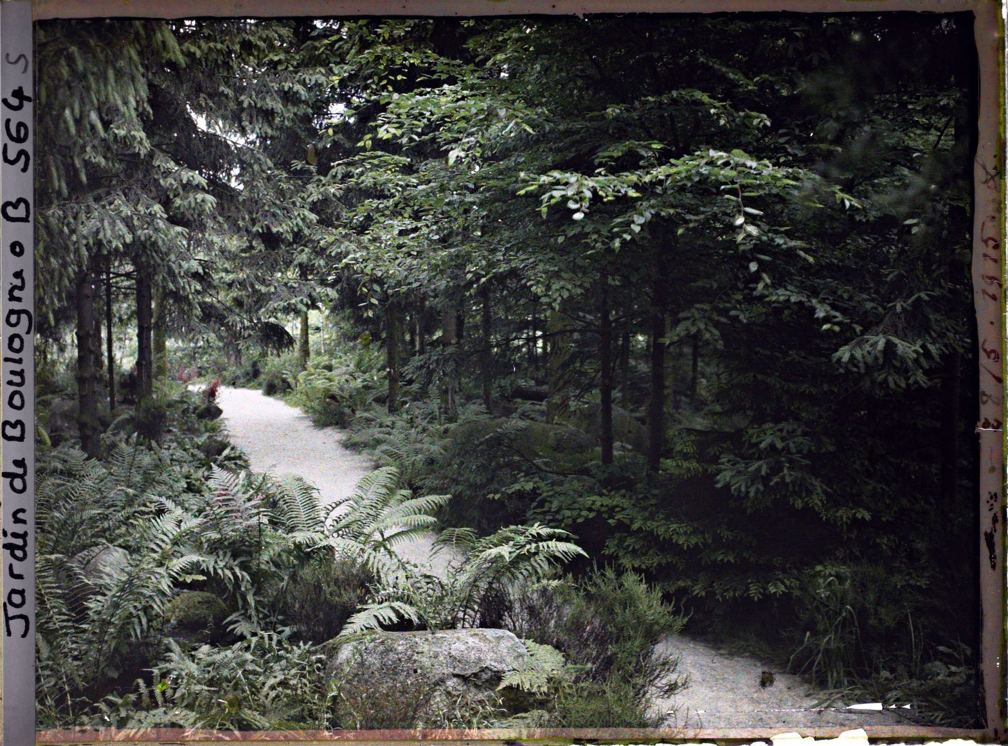 Image représentant Scène de sous-bois dans la forêt vosgienne