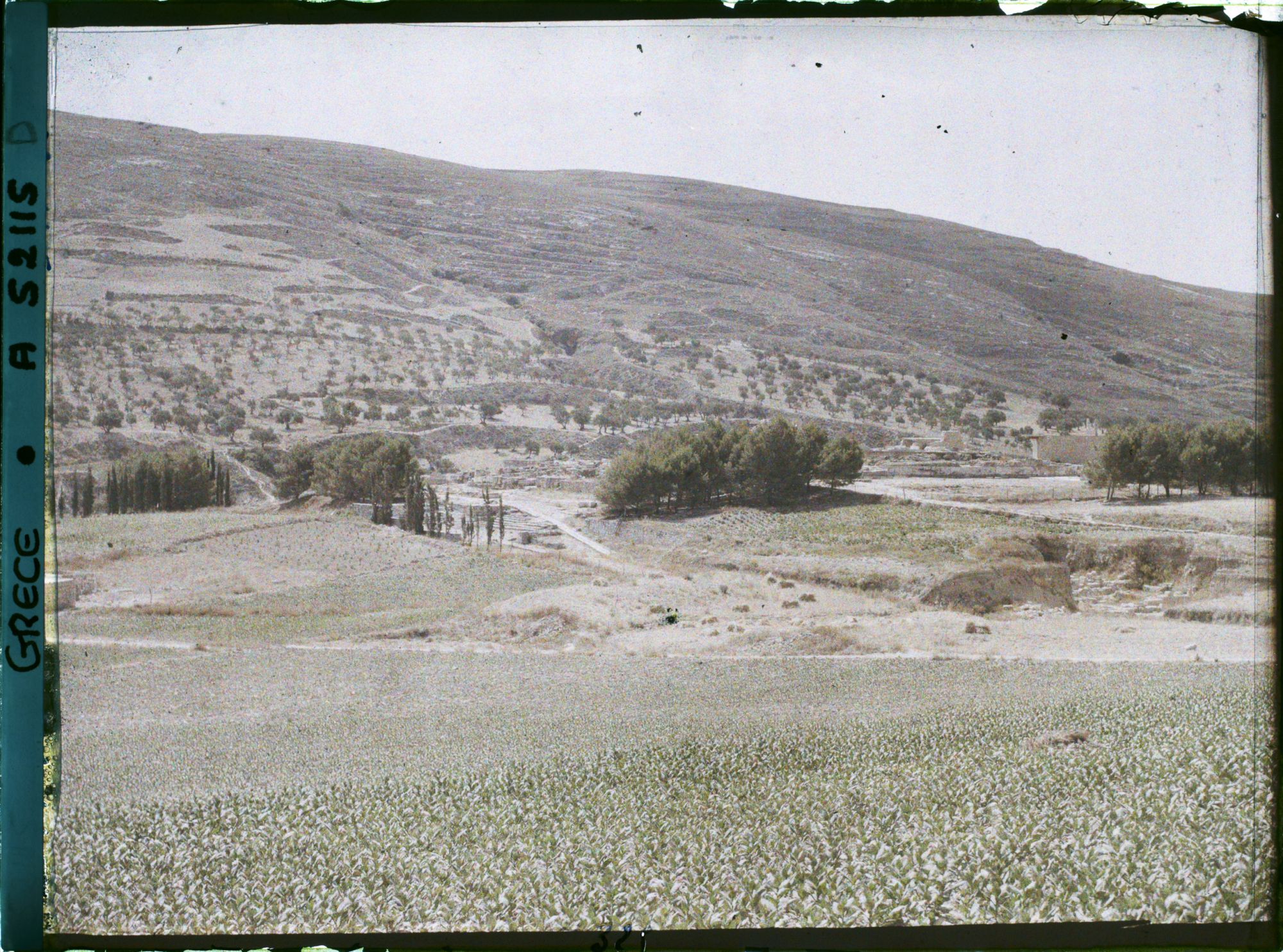 Image représentant Panorama vers l'ensemble des ruines du Palais (derrière, le premier bouquet d'arbres, le théâtre), (direction sud-est)