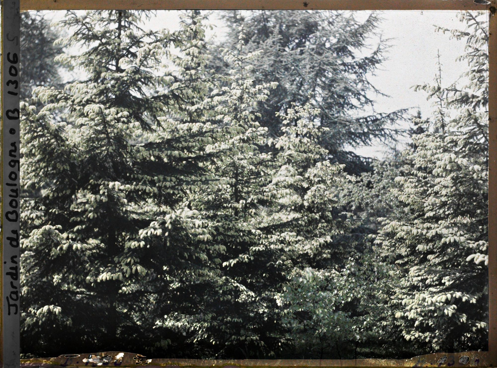 Image représentant La forêt dorée