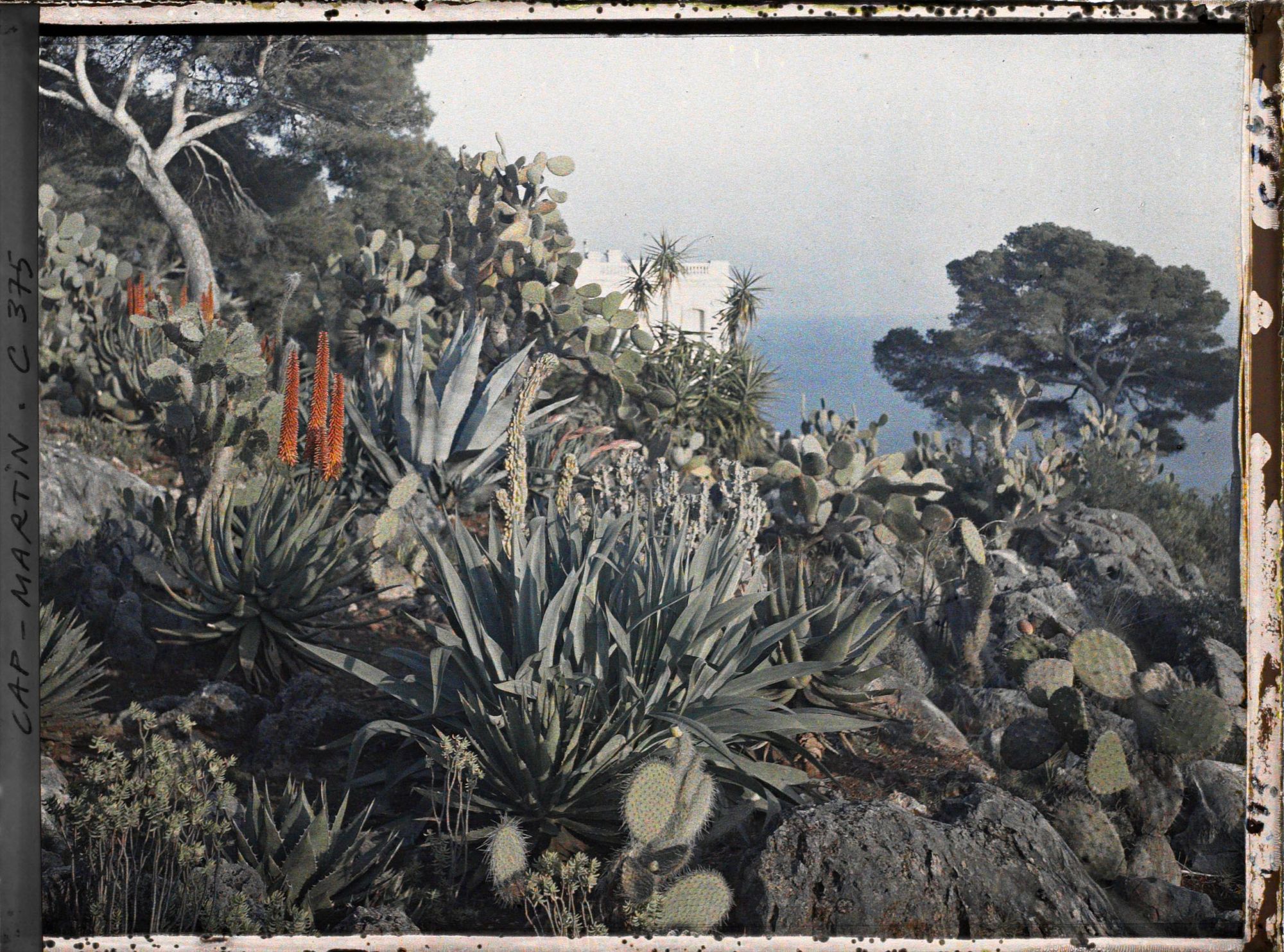 Image représentant Massif de plantes exotiques dominant la mer près de la villa Kahn