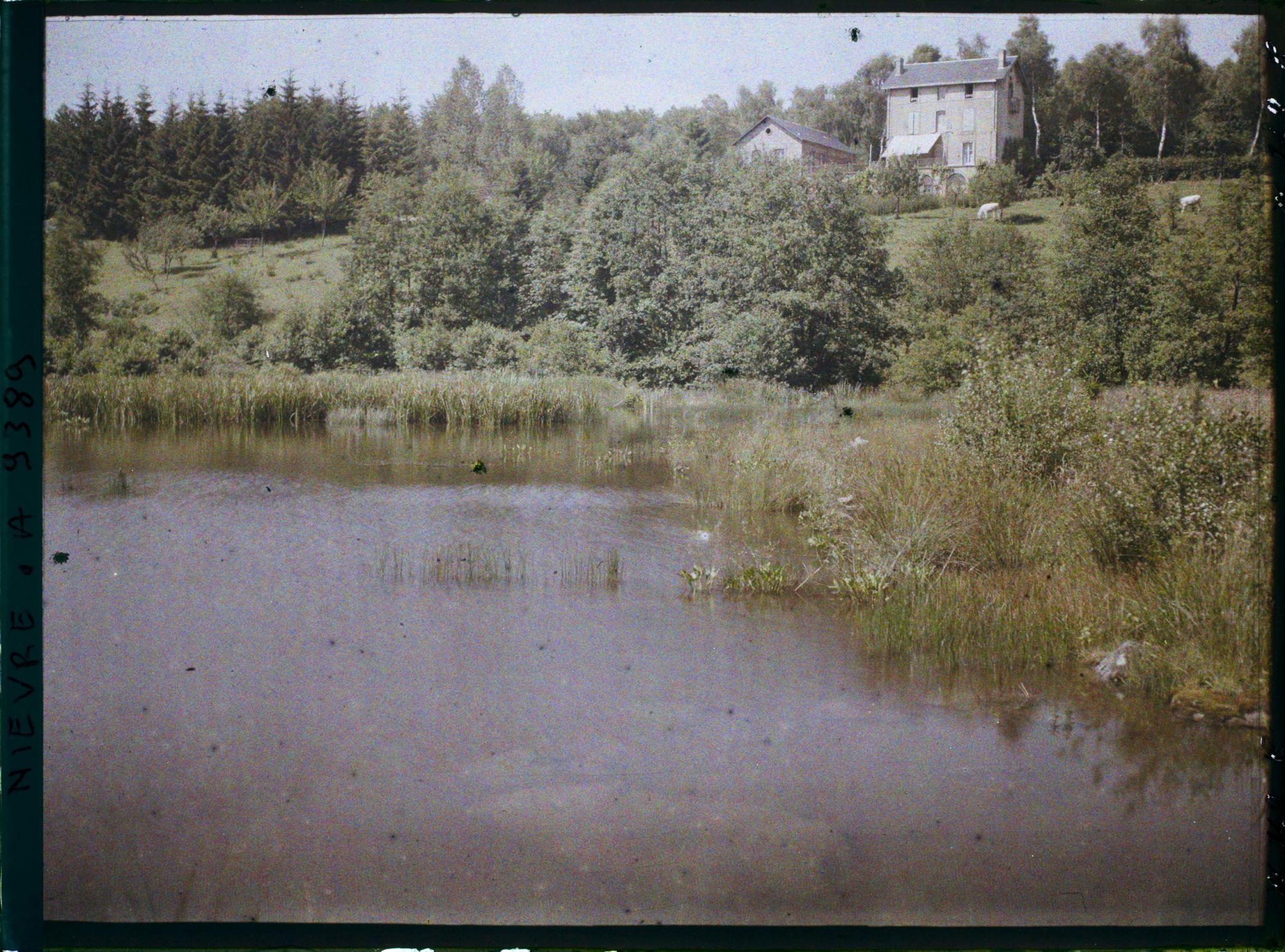 Image représentant Les étangs primitifs en aval du barrage des Settons