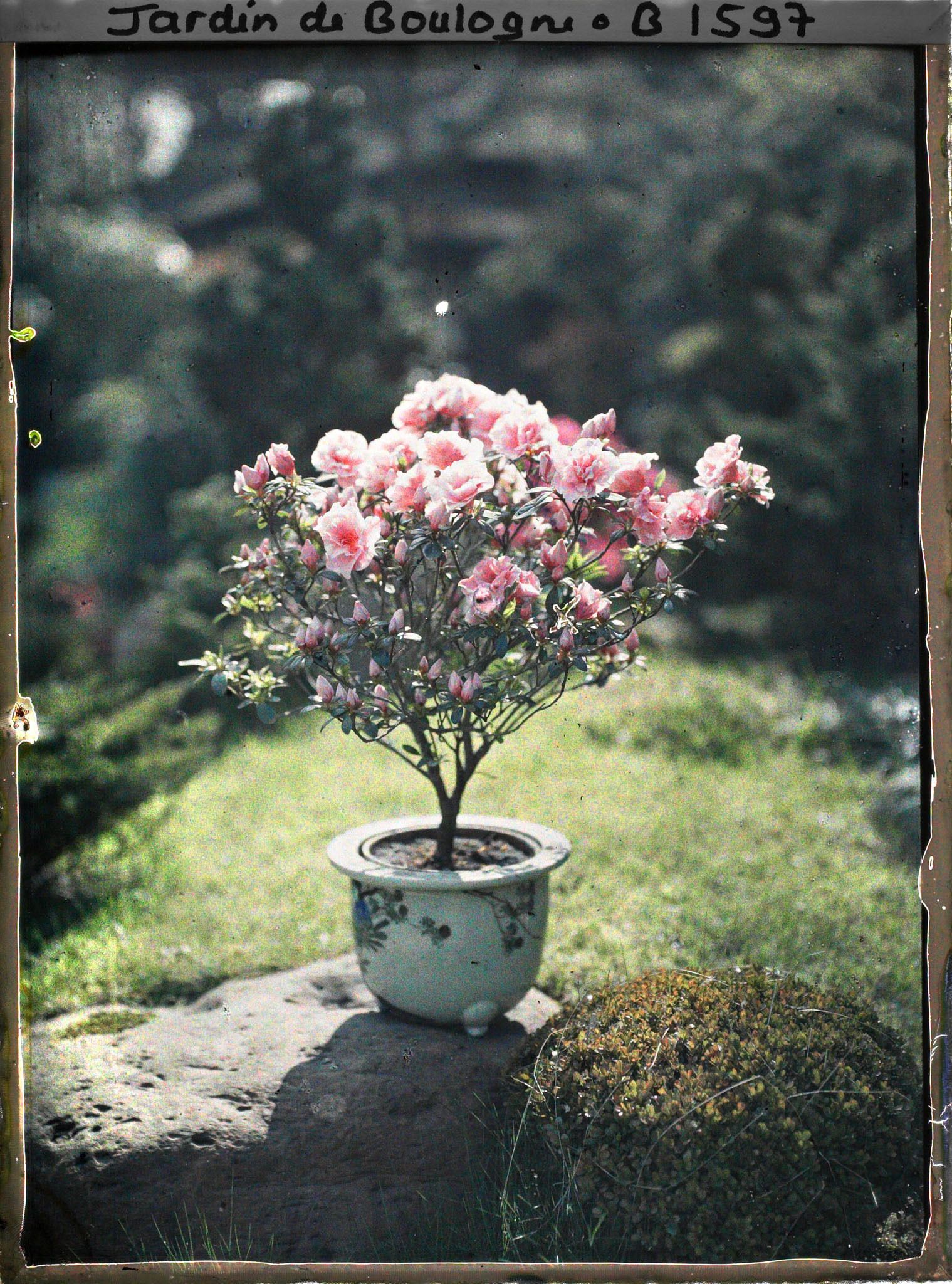 Image représentant Azalée en fleur placée sur une roche du " village japonais ", dans un pot de faïence décoré