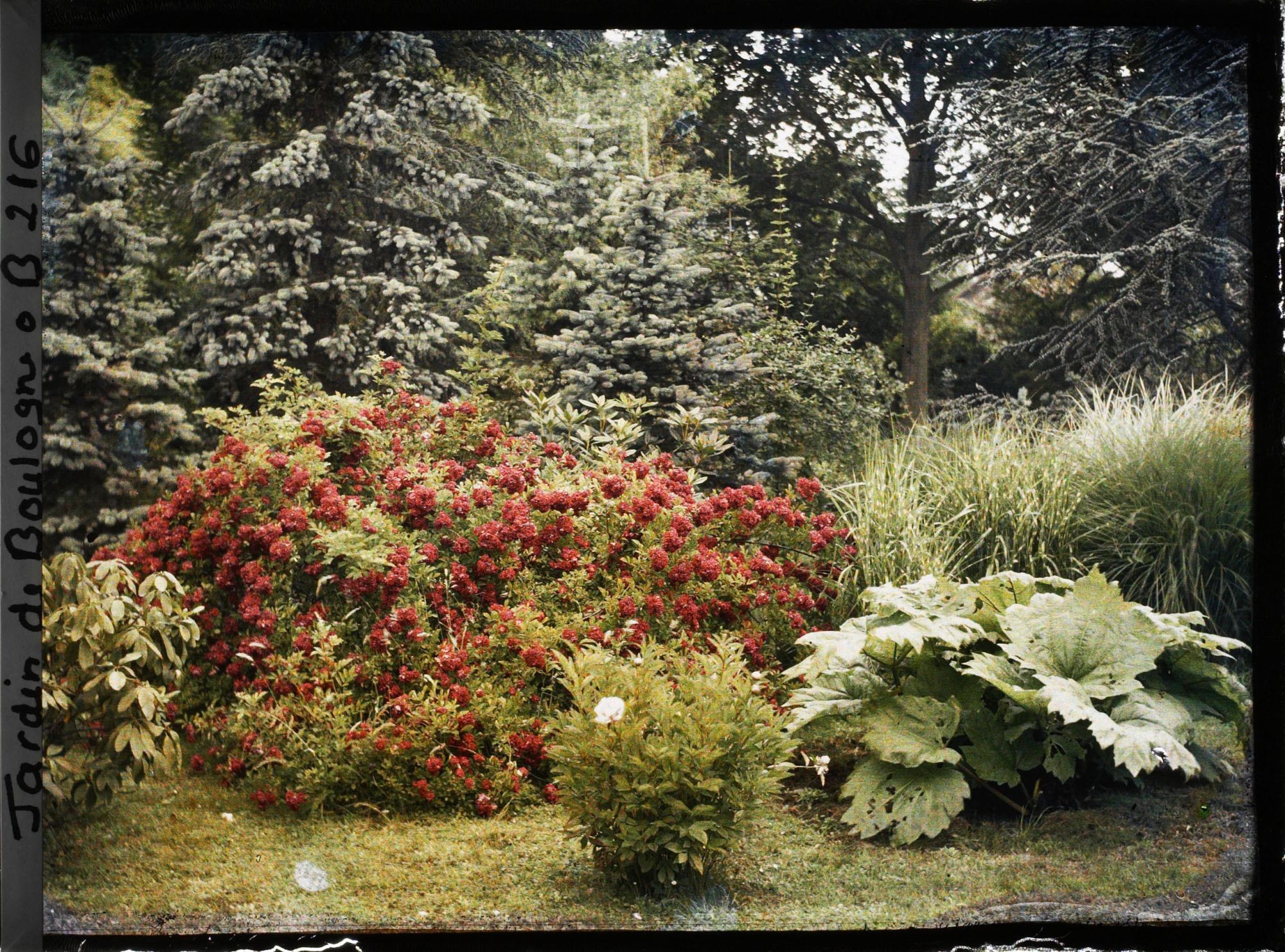 Image représentant Rosiers rouges et gunnera dans la forêt bleue