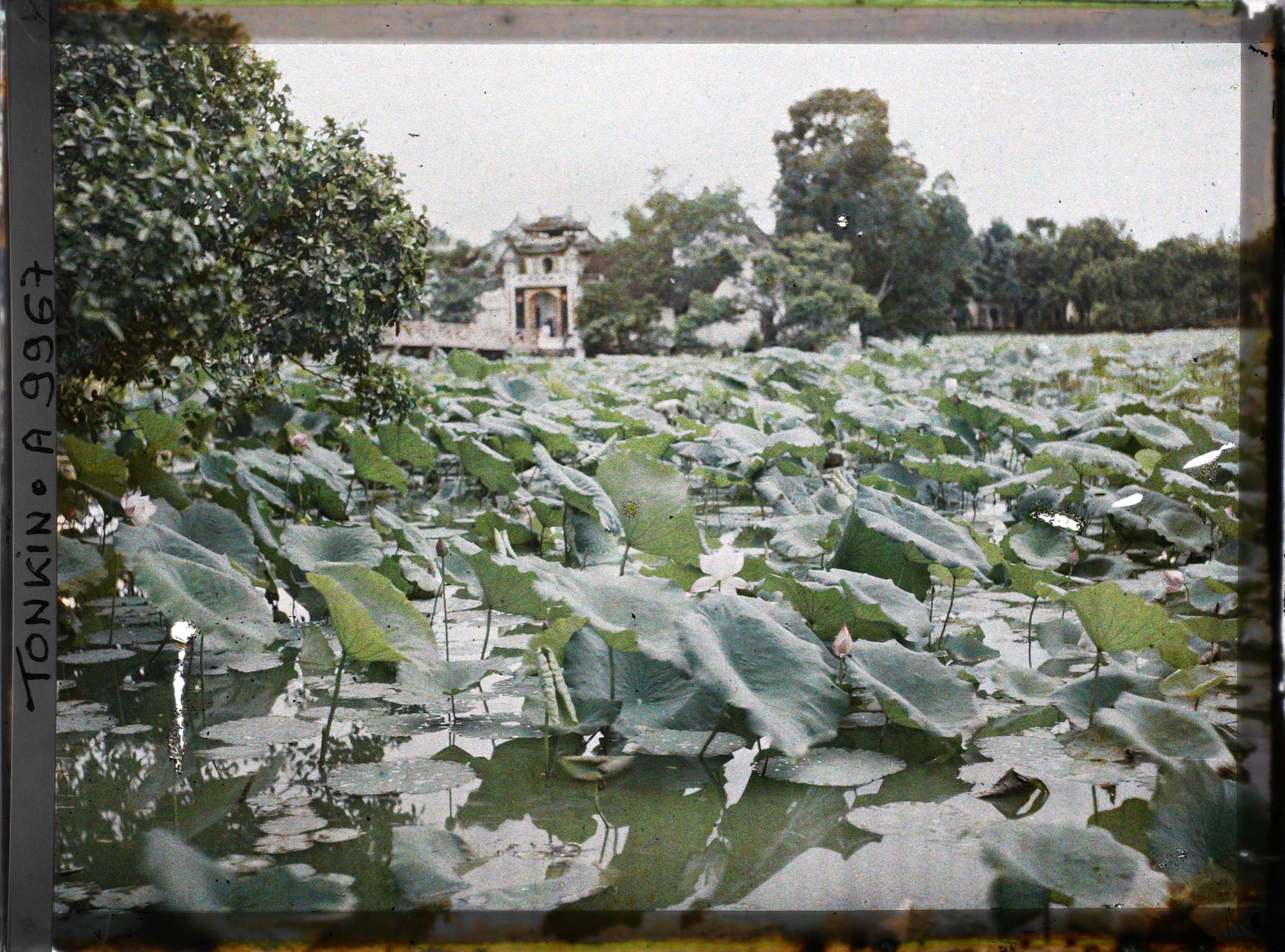 Image représentant Le temple Ngoc-so'n (appelé par les Européens "Pagode des Pinceaux"), situé sur "l'île de Jade" du Petit Lac couvert de lotus