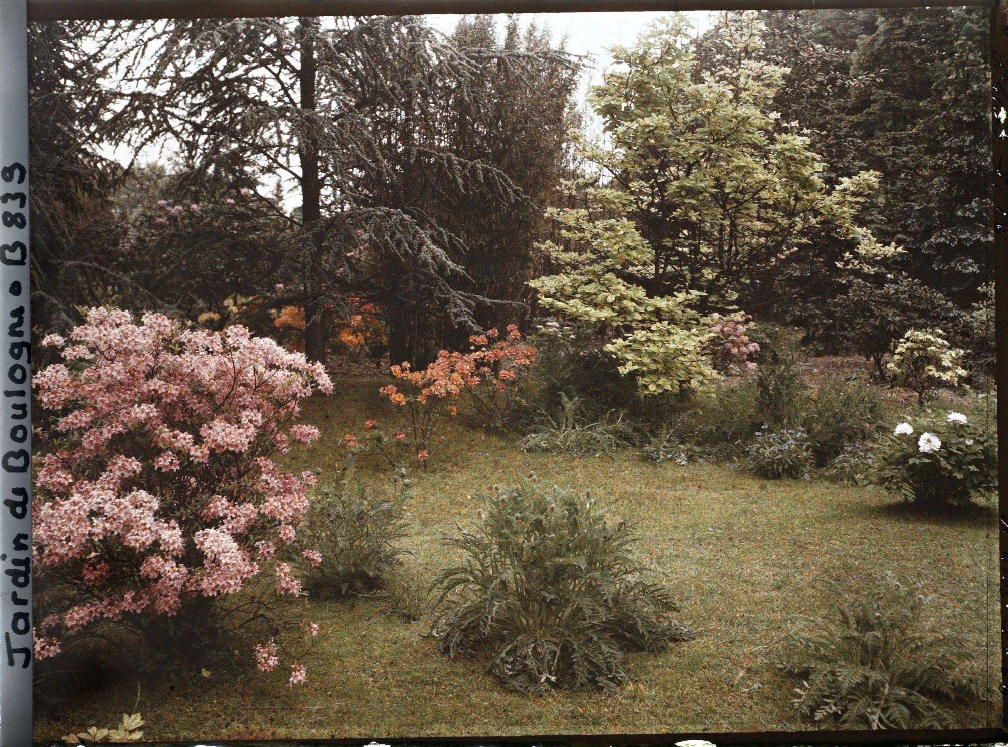 Image représentant Azalées près du marais