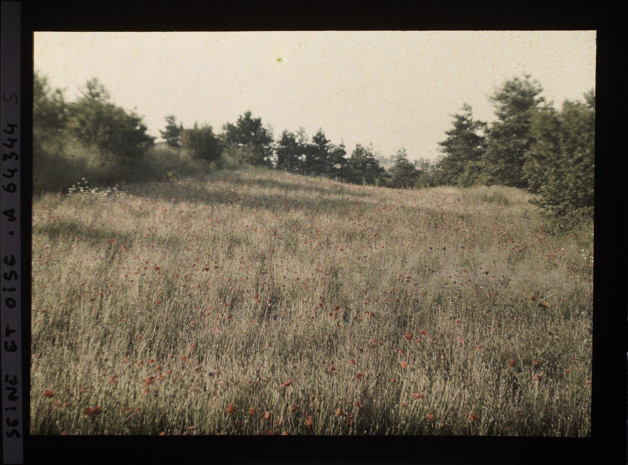 Image représentant Ile de France, Vallangoujard, Avoine et Coquelicots