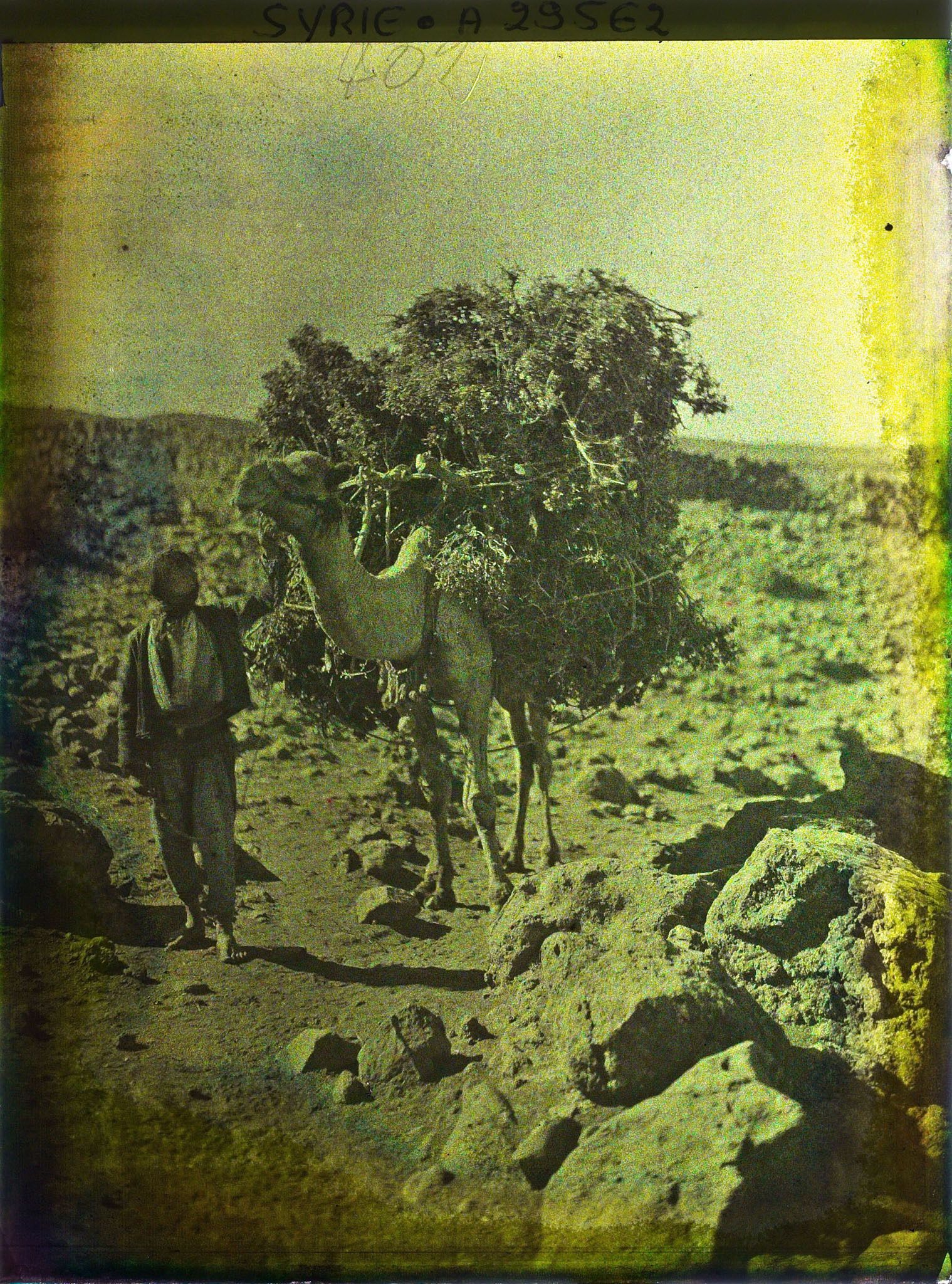 Image représentant Paysan guidant un chameau chargé de chêne vert