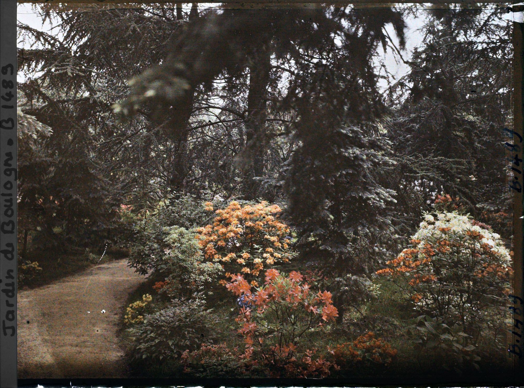 Image représentant Azalées dans la forêt bleue