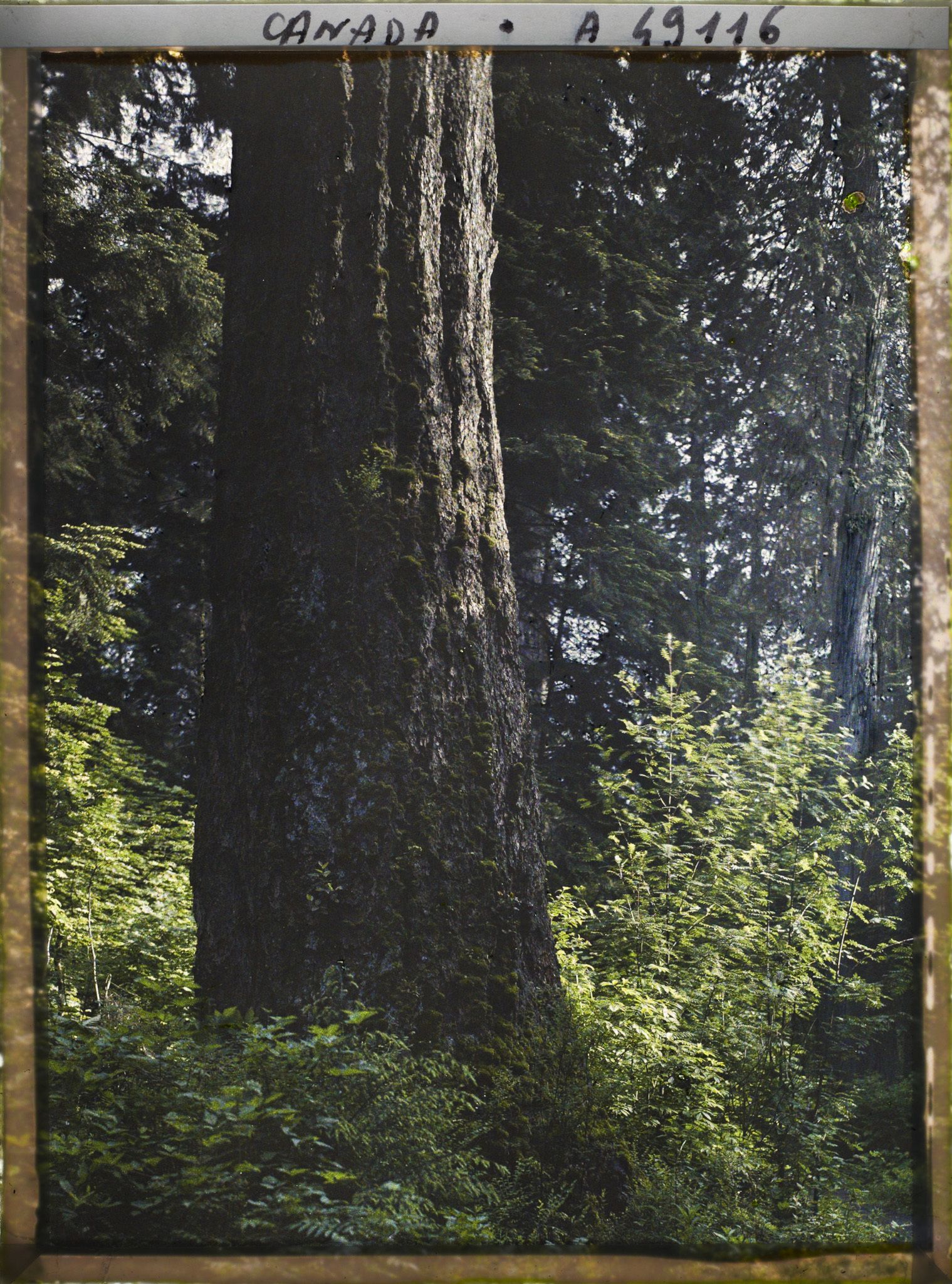 Image représentant Canada, Vancouver, Coin de forêt, gros arbre