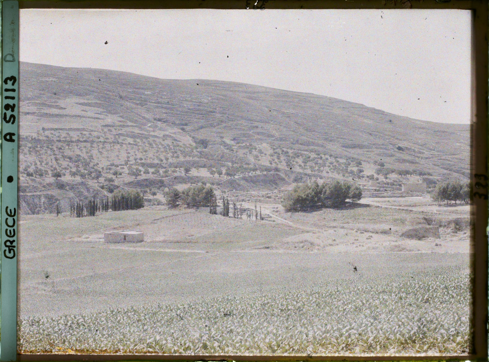 Image représentant Panorama vers l'ensemble des ruines de palais (derrière, le premier bouquet d'arbres, le théâtre), (direction sud-est)