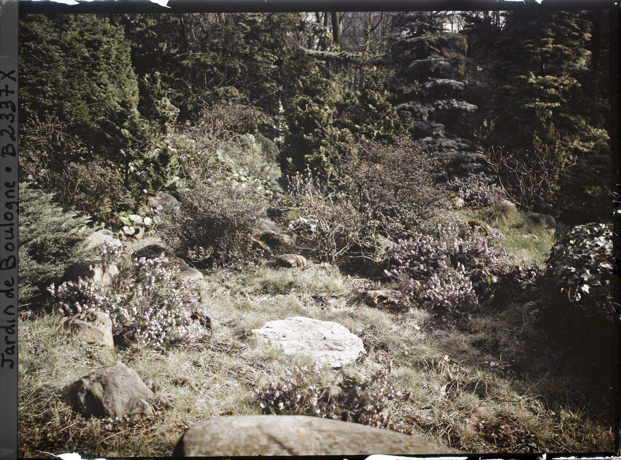 Image représentant Coin de jardin ensauvagé du " village japonais ", situé à l'ouest du pavillon de thé