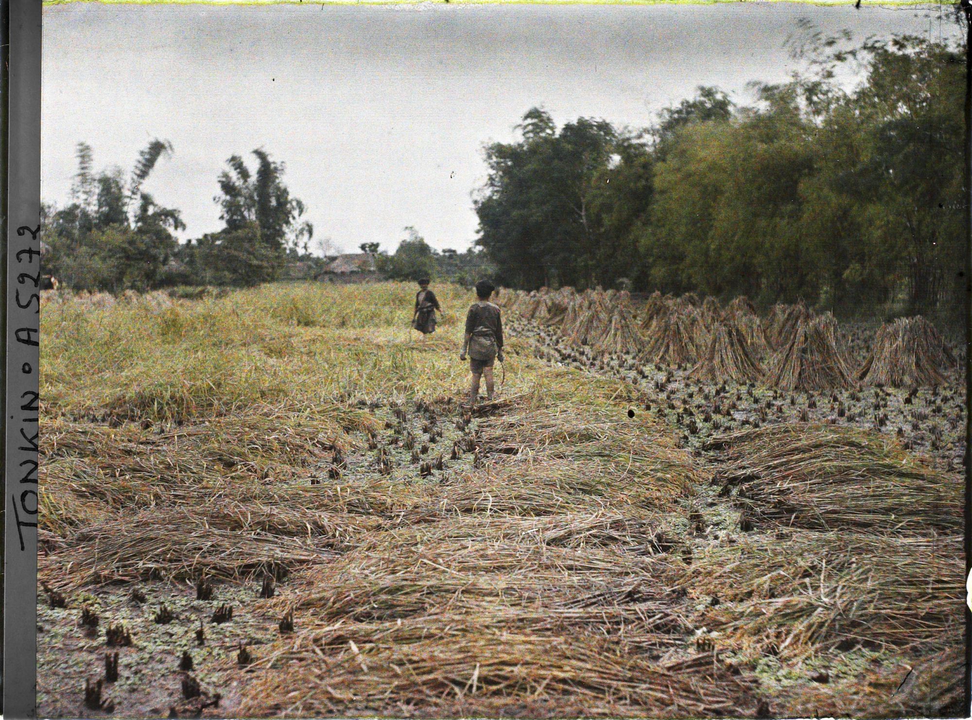 Image représentant La moisson du riz