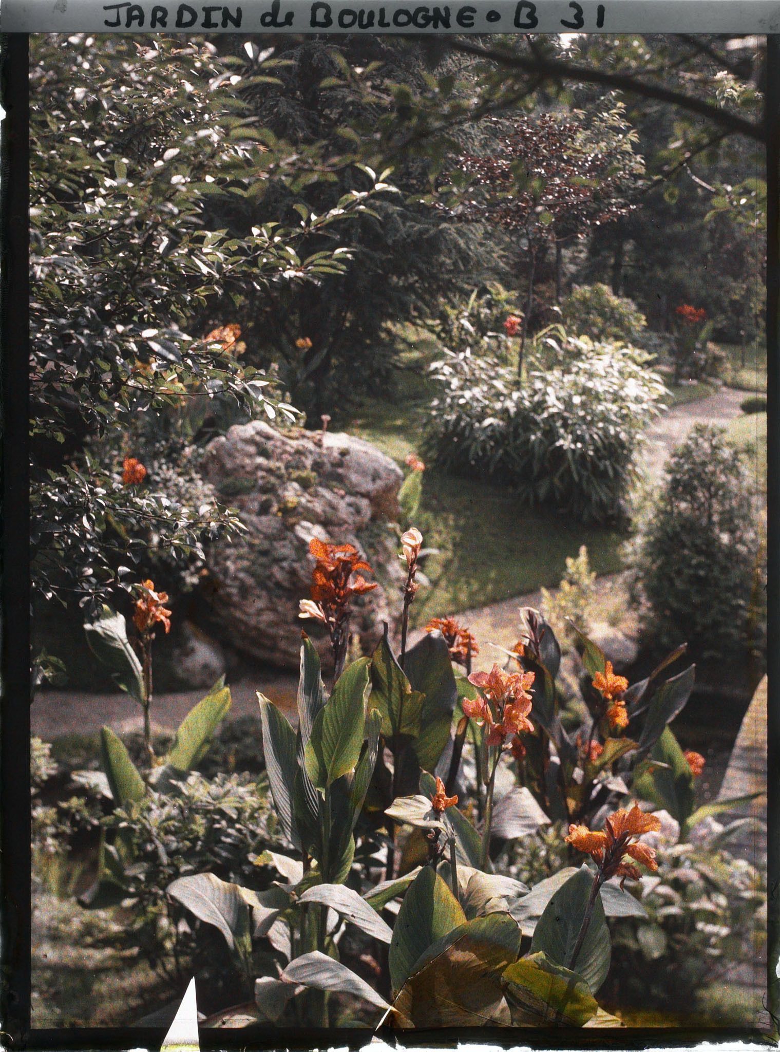 Image représentant Cannas et roche au bord d'un chemin du " sanctuaire japonais " longeant une pièce d'eau