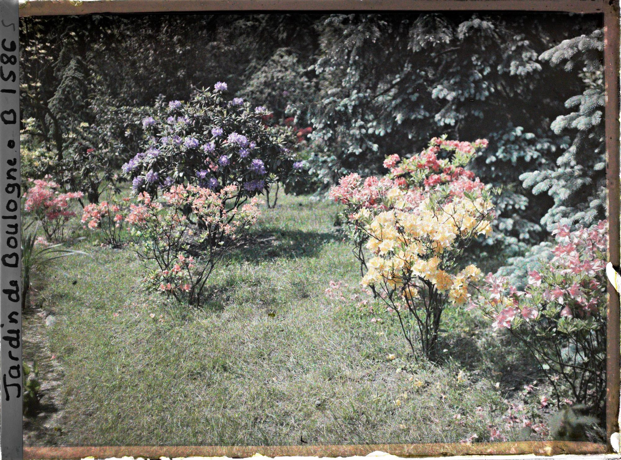 Image représentant Azalées près de l'étang dans le marais