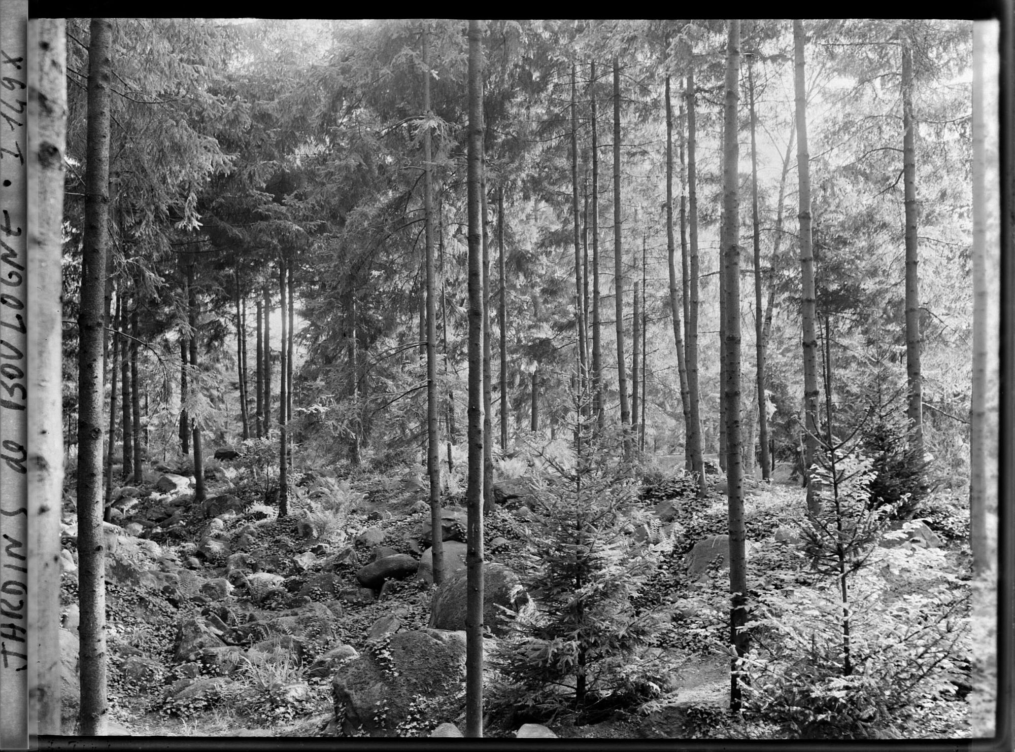 Image représentant La forêt vosgienne