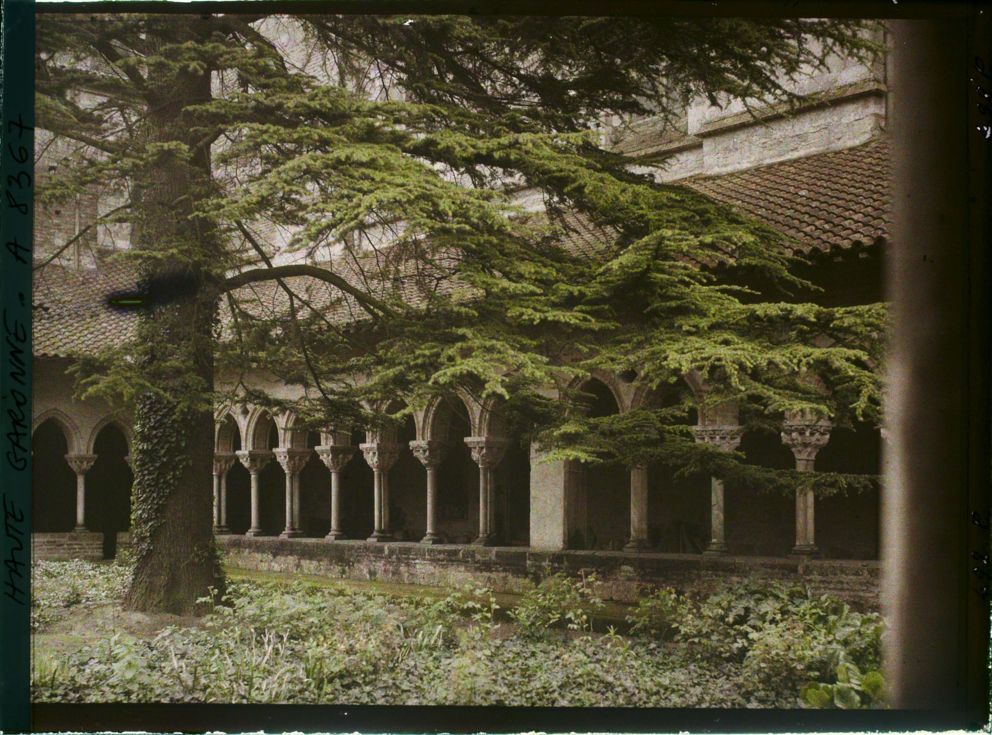 Image représentant Un cèdre dans le cloître de l'abbaye Saint-Pierre