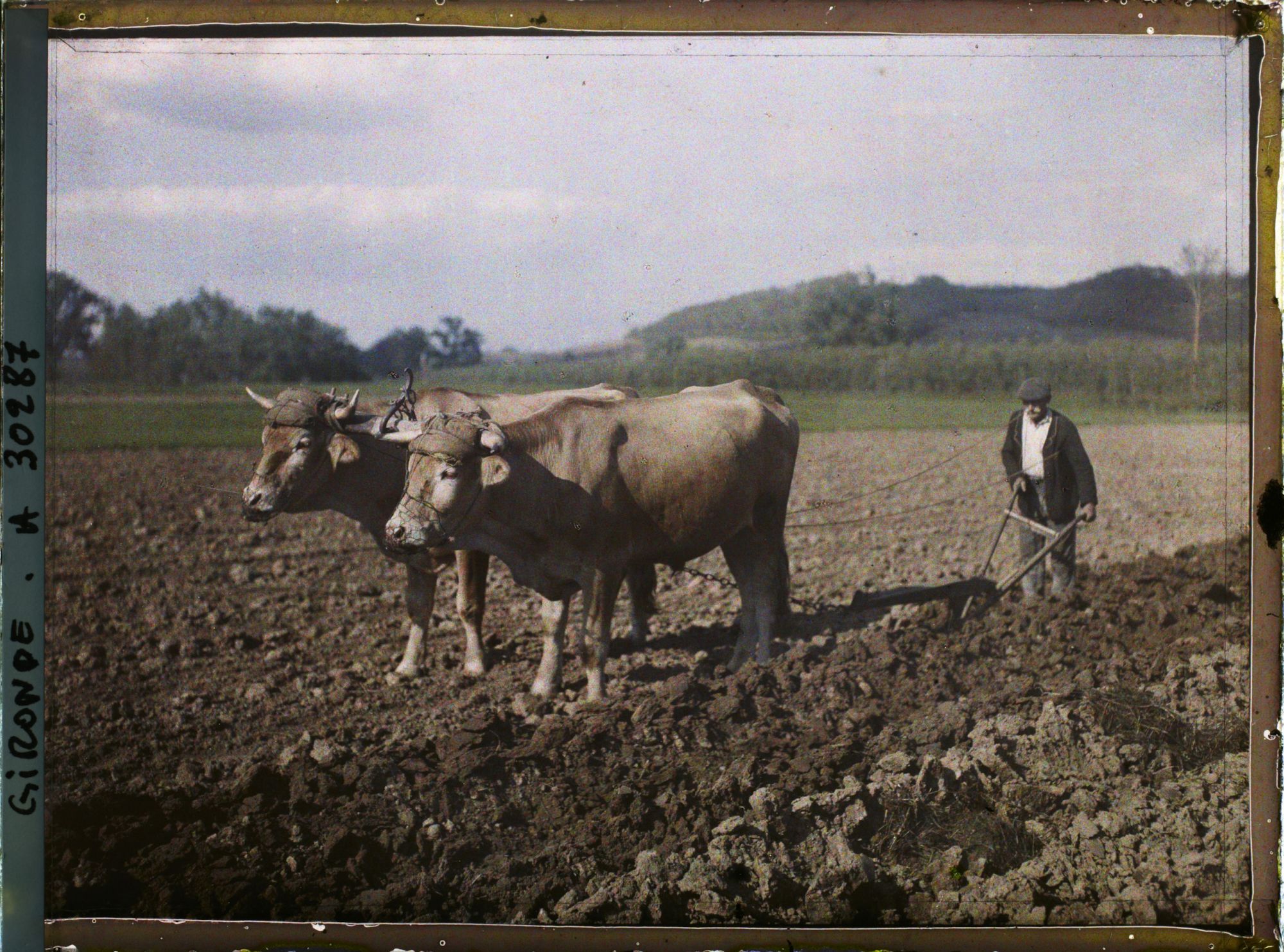 Image représentant France, Bœufs au labour