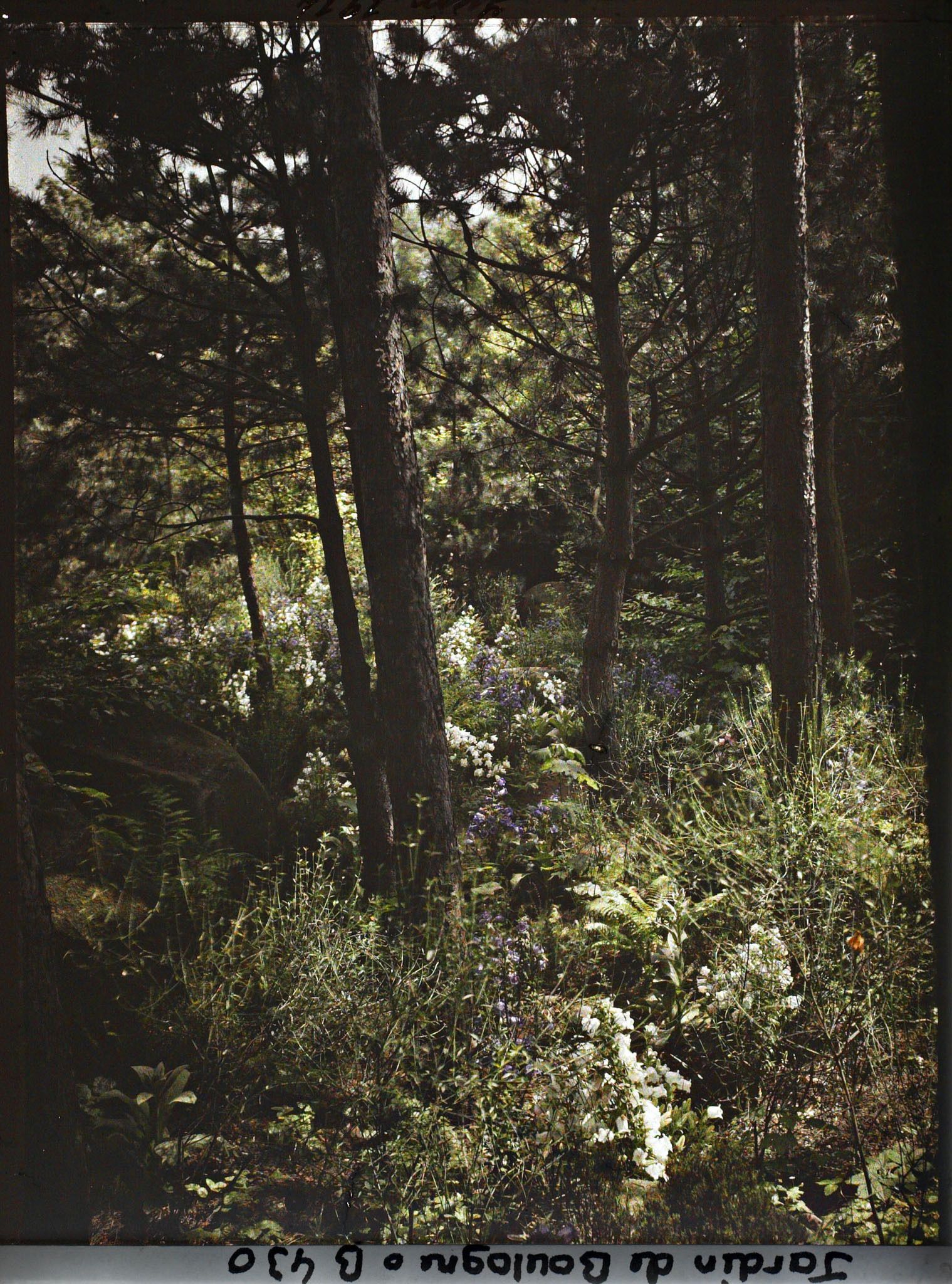 Image représentant Scène de sous-bois de la forêt vosgienne