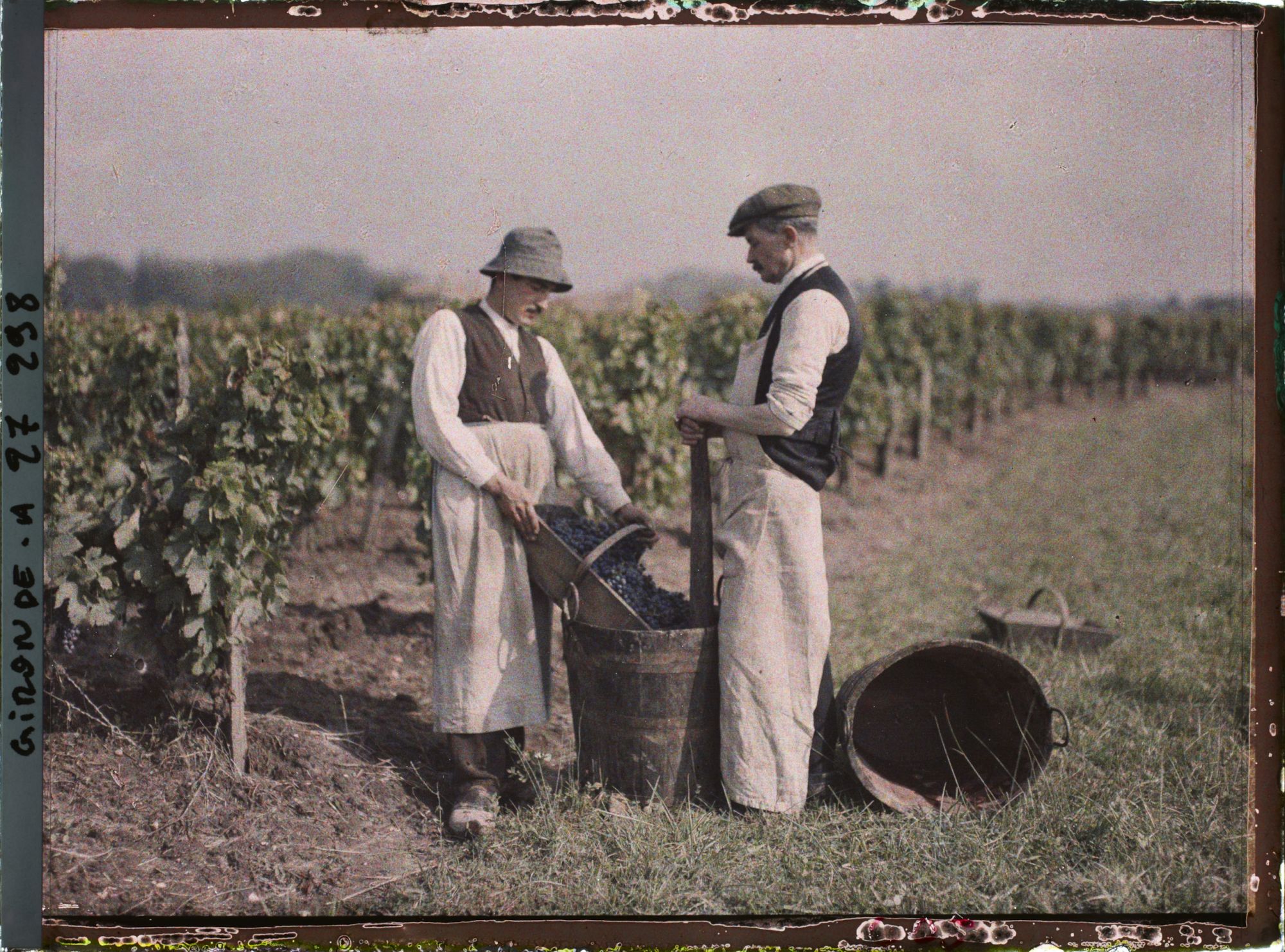 Image représentant St Emilion, Vendangeur portant son panier dans la "baste"