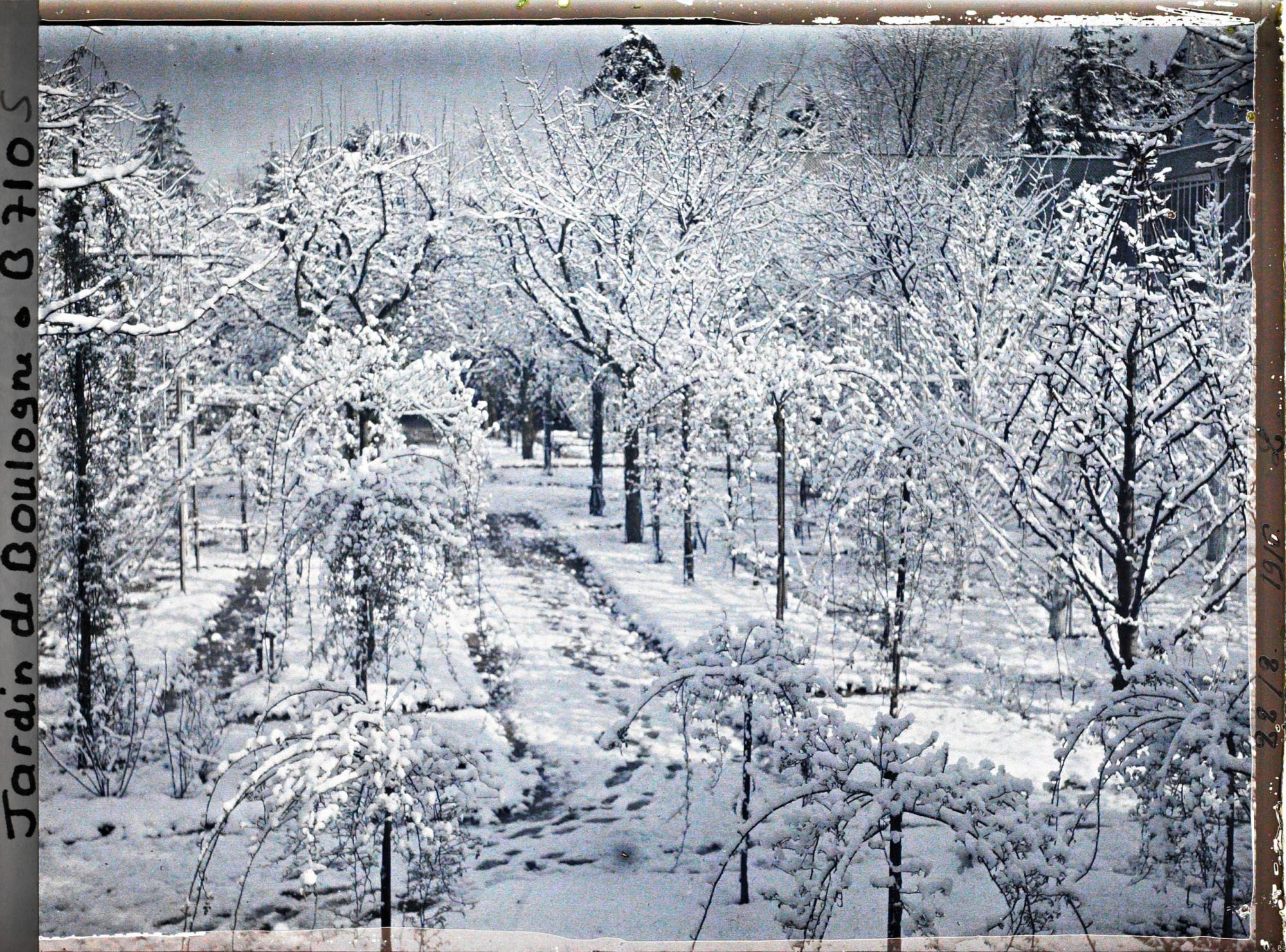 Image représentant Parterre de rosiers et allée enneigée menant à la forêt bleue, dans la partie est du verger-roseraie